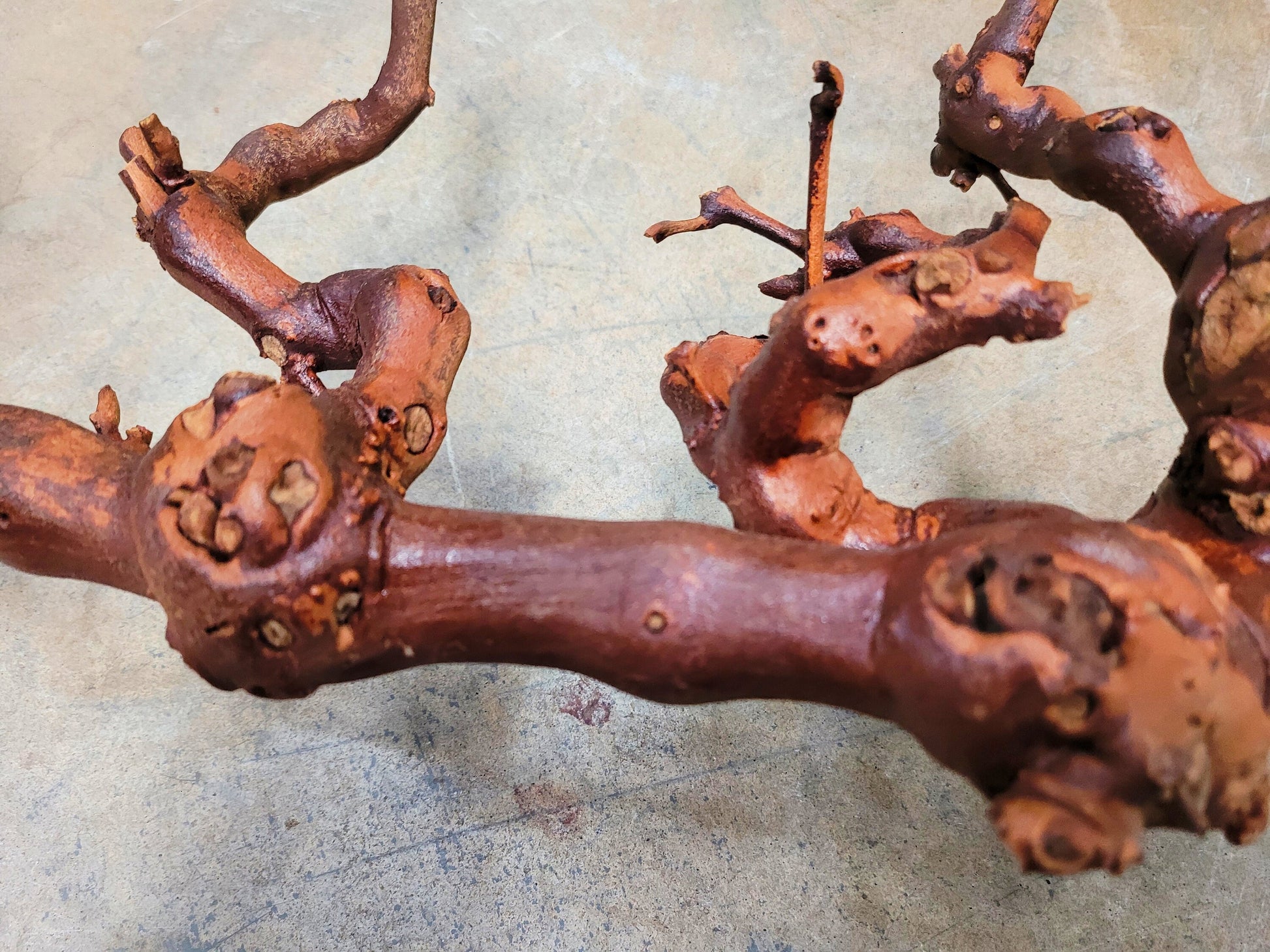 RARE Caymus Grapevine Art made from retired Sonoma Cabernet grapevine 100% Reclaimed + Ready to Ship! 042024-14