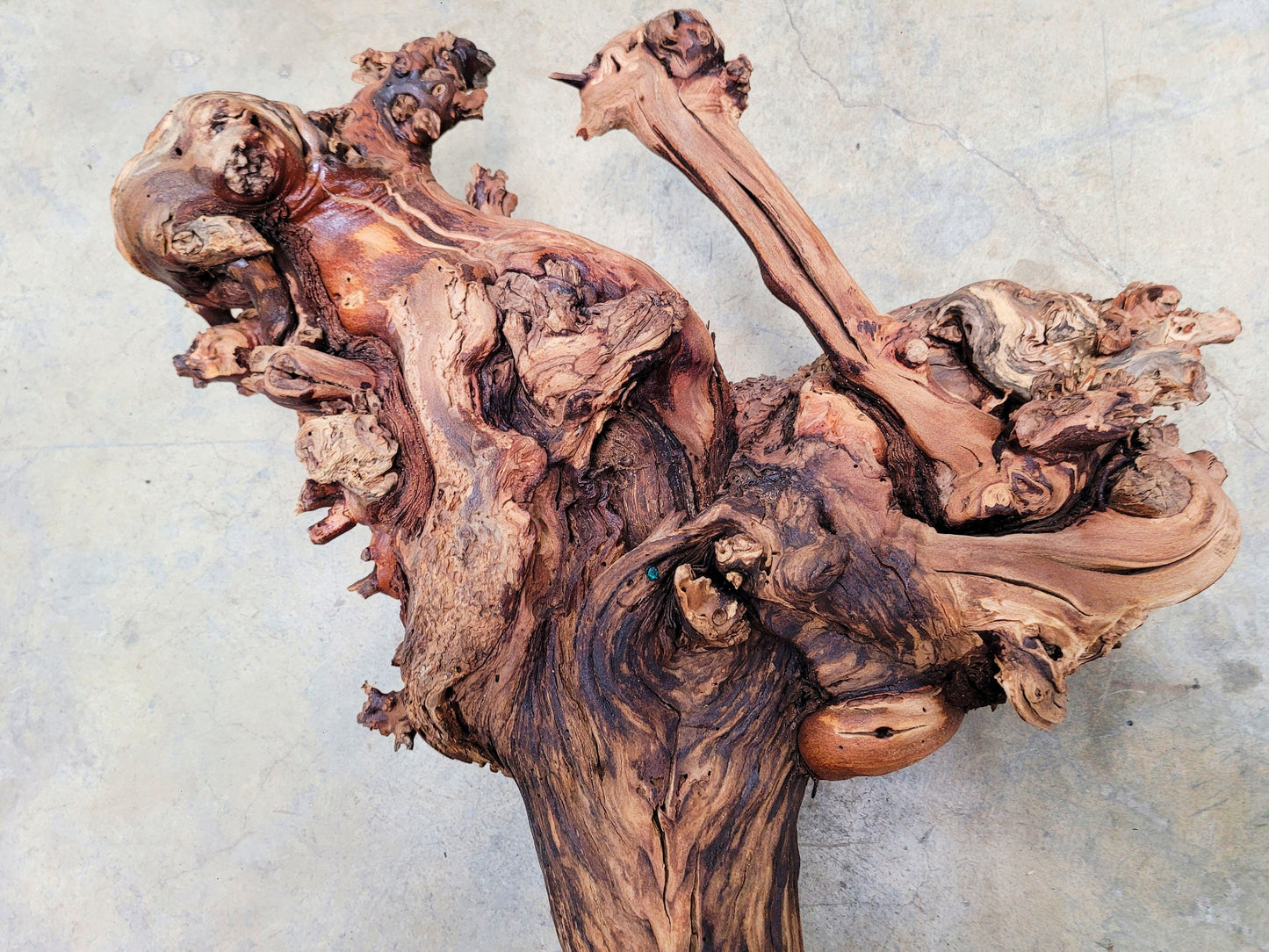 RARE Justin Winery Cabernet Grapevine Vine Art planted by Justin himself 100% Reclaimed + Ready to Ship!! 042024-6