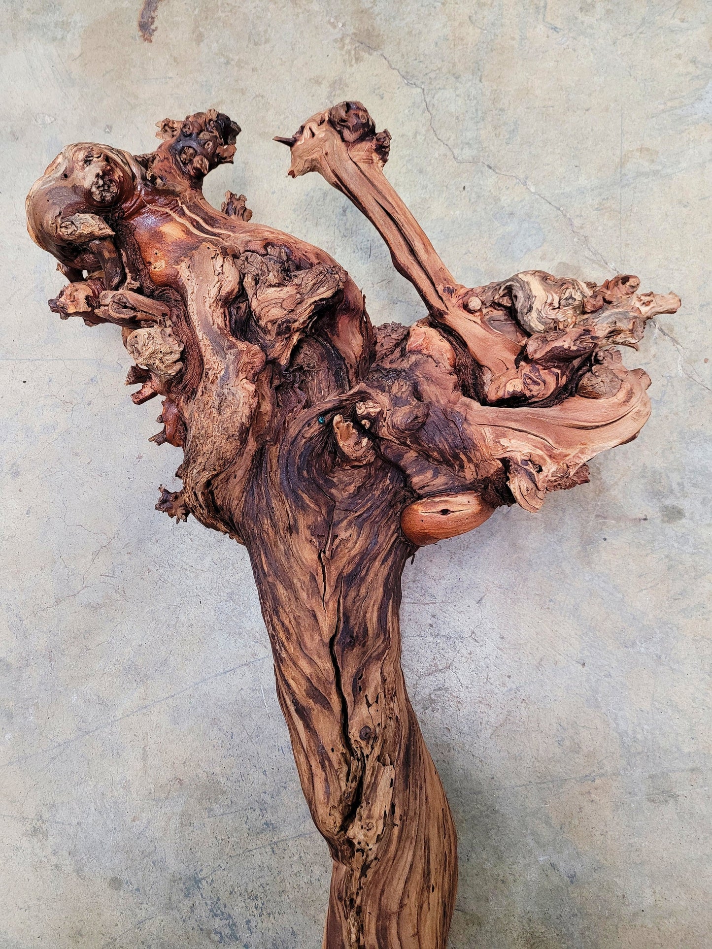 RARE Justin Winery Cabernet Grapevine Vine Art planted by Justin himself 100% Reclaimed + Ready to Ship!! 042024-6