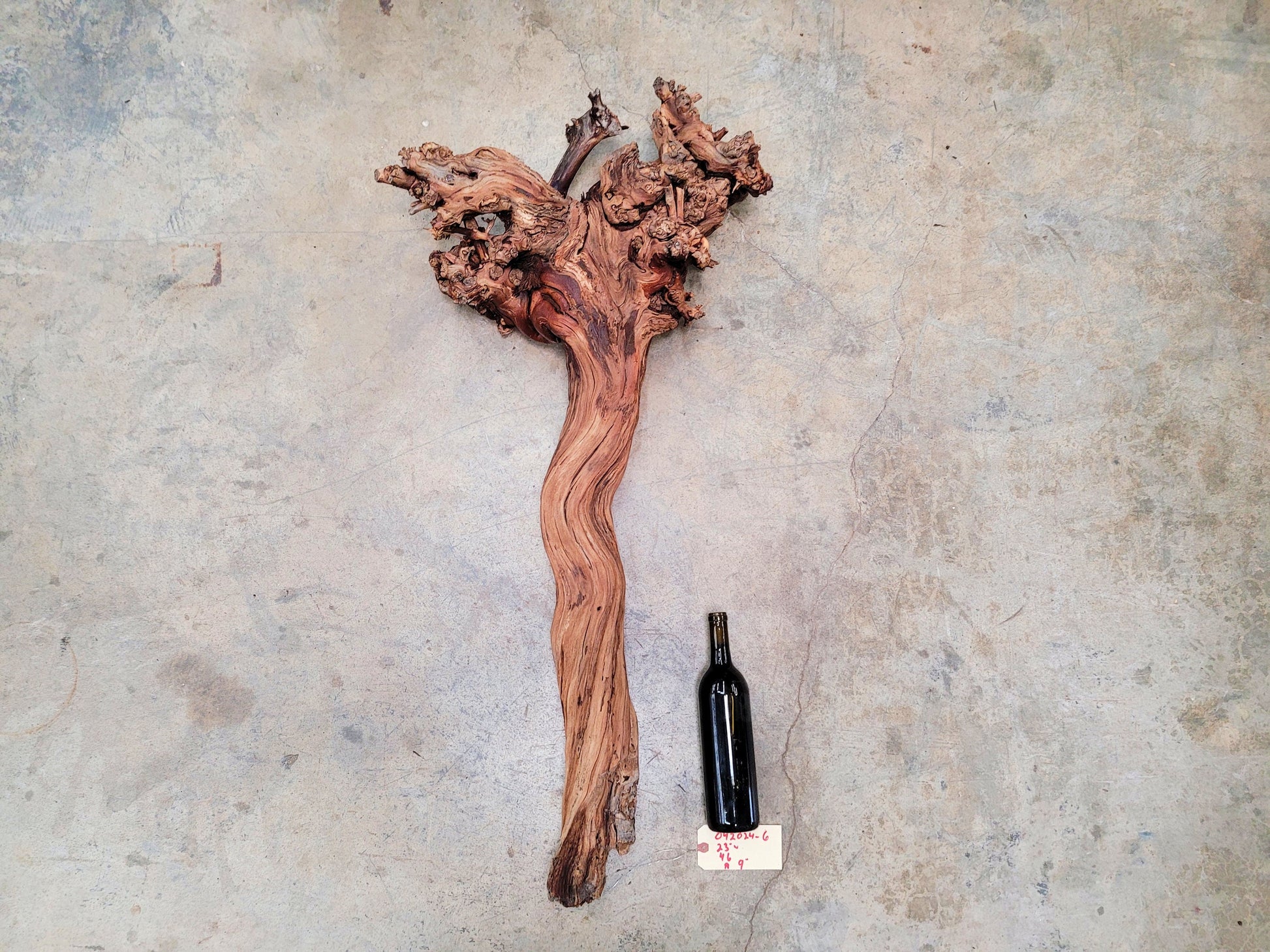 RARE Justin Winery Cabernet Grapevine Vine Art planted by Justin himself 100% Reclaimed + Ready to Ship!! 042024-6