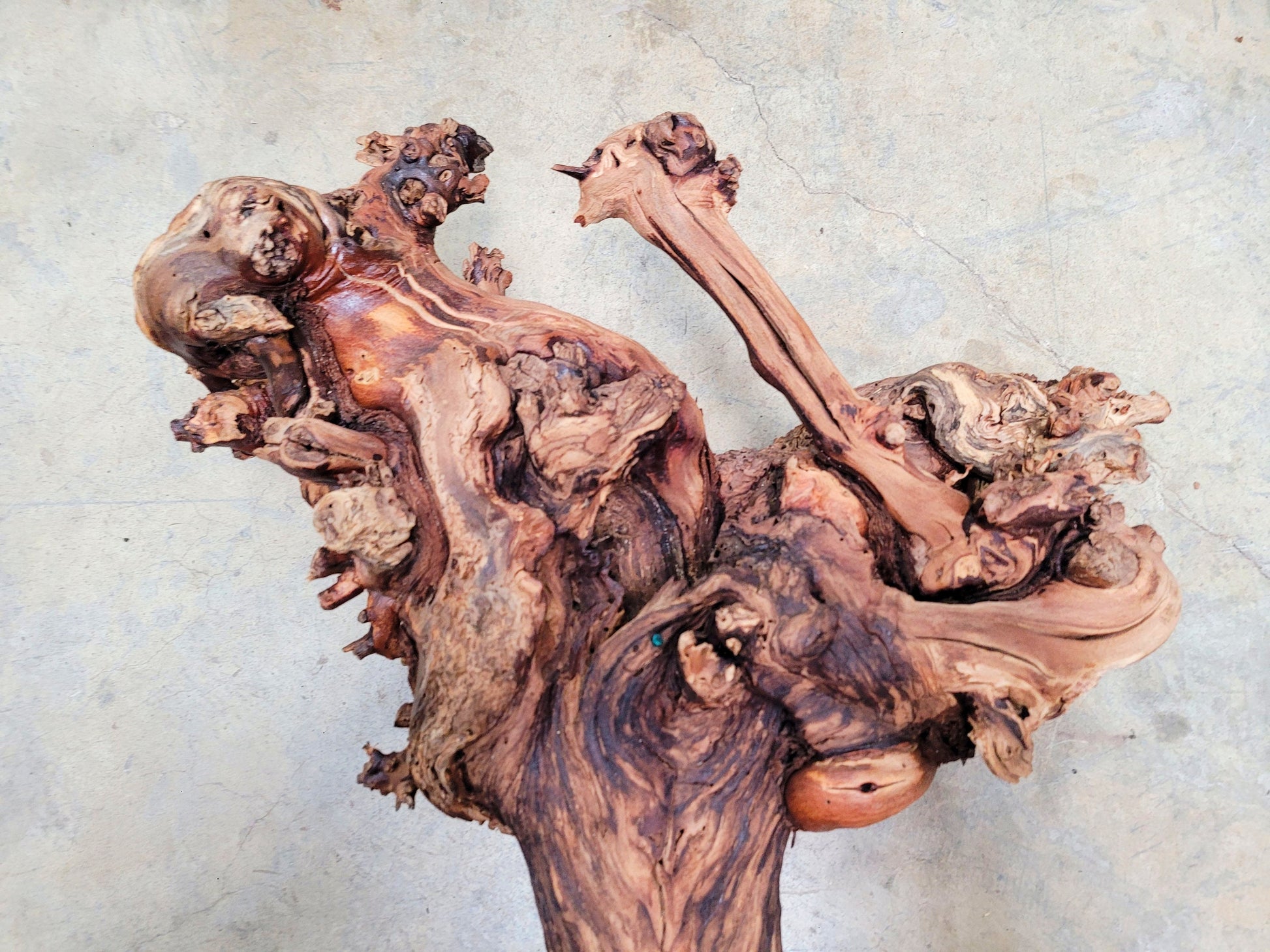 RARE Justin Winery Cabernet Grapevine Vine Art planted by Justin himself 100% Reclaimed + Ready to Ship!! 042024-6