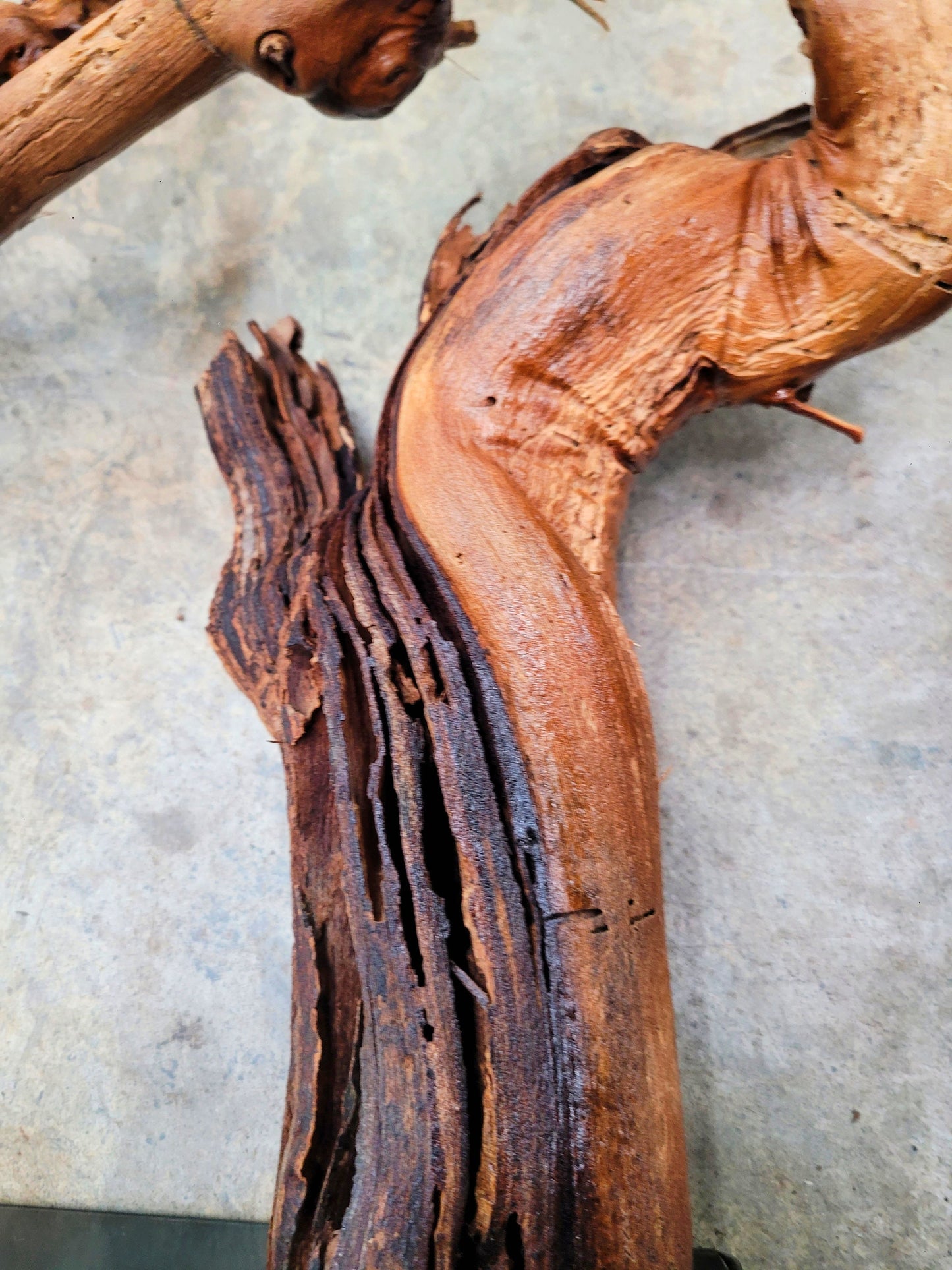 RARE Caymus Grapevine Art made from retired Sonoma Zinfandel vine 100% Reclaimed + Ready to Ship! 042724-1