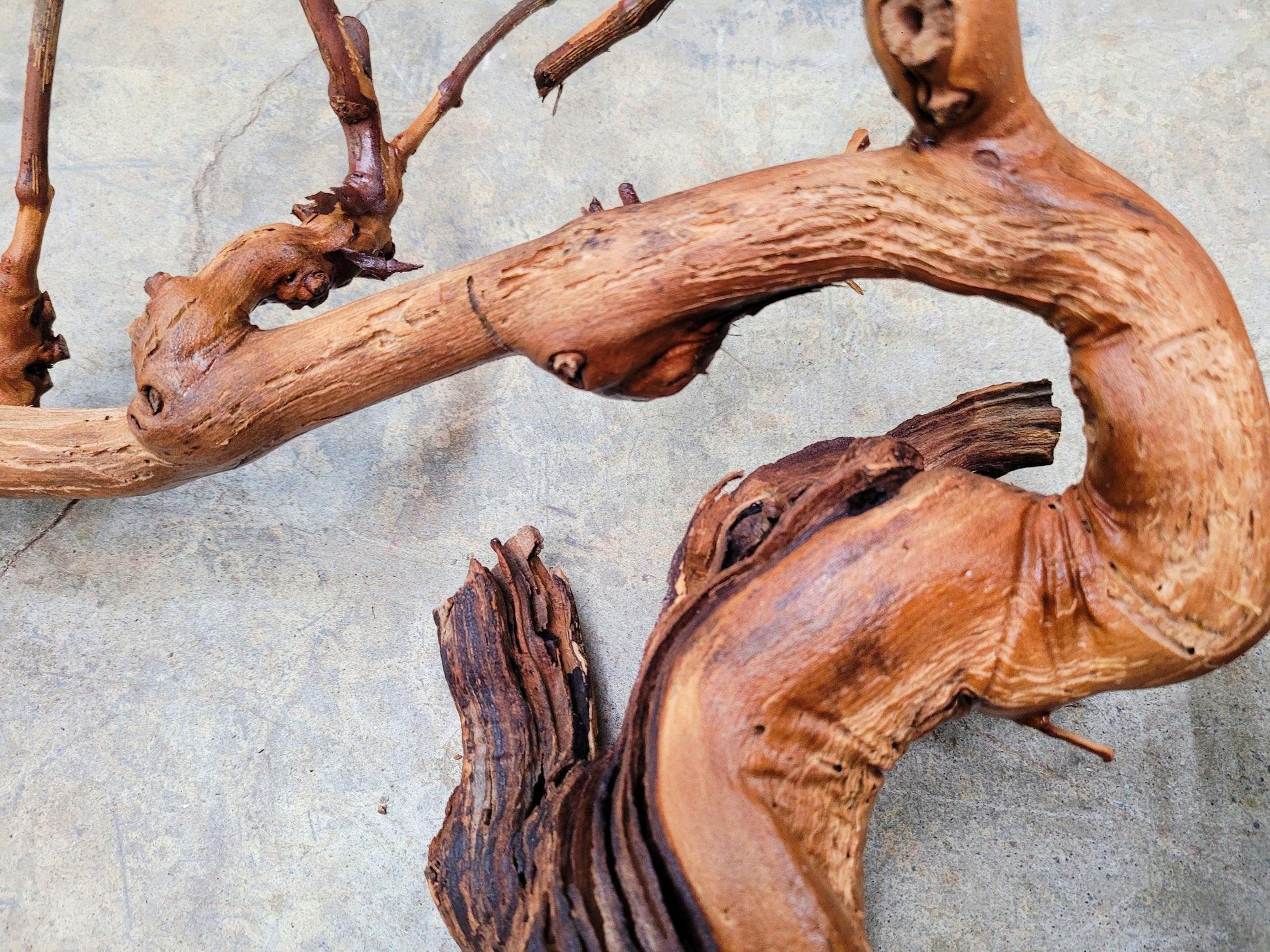 RARE Caymus Grapevine Art made from retired Sonoma Zinfandel vine 100% Reclaimed + Ready to Ship! 042724-1