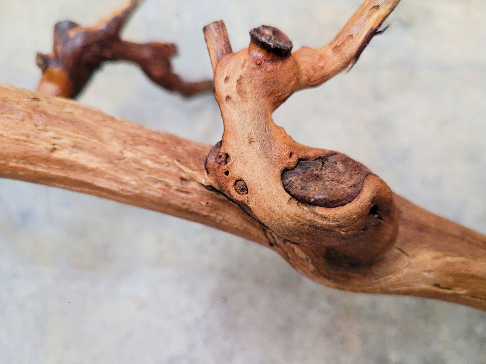 RARE Caymus Grapevine Art made from retired Sonoma Zinfandel vine 100% Reclaimed + Ready to Ship! 042724-1