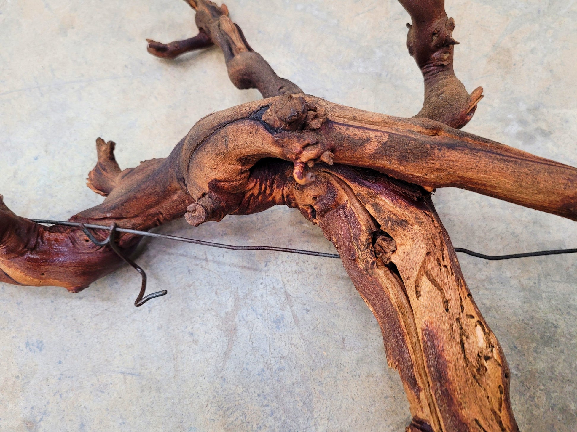 Domaine Carneros Pinot Noir Grapevine Art From Napa - 100% Recycled + Reclaimed + Ready to Ship! 042724-12