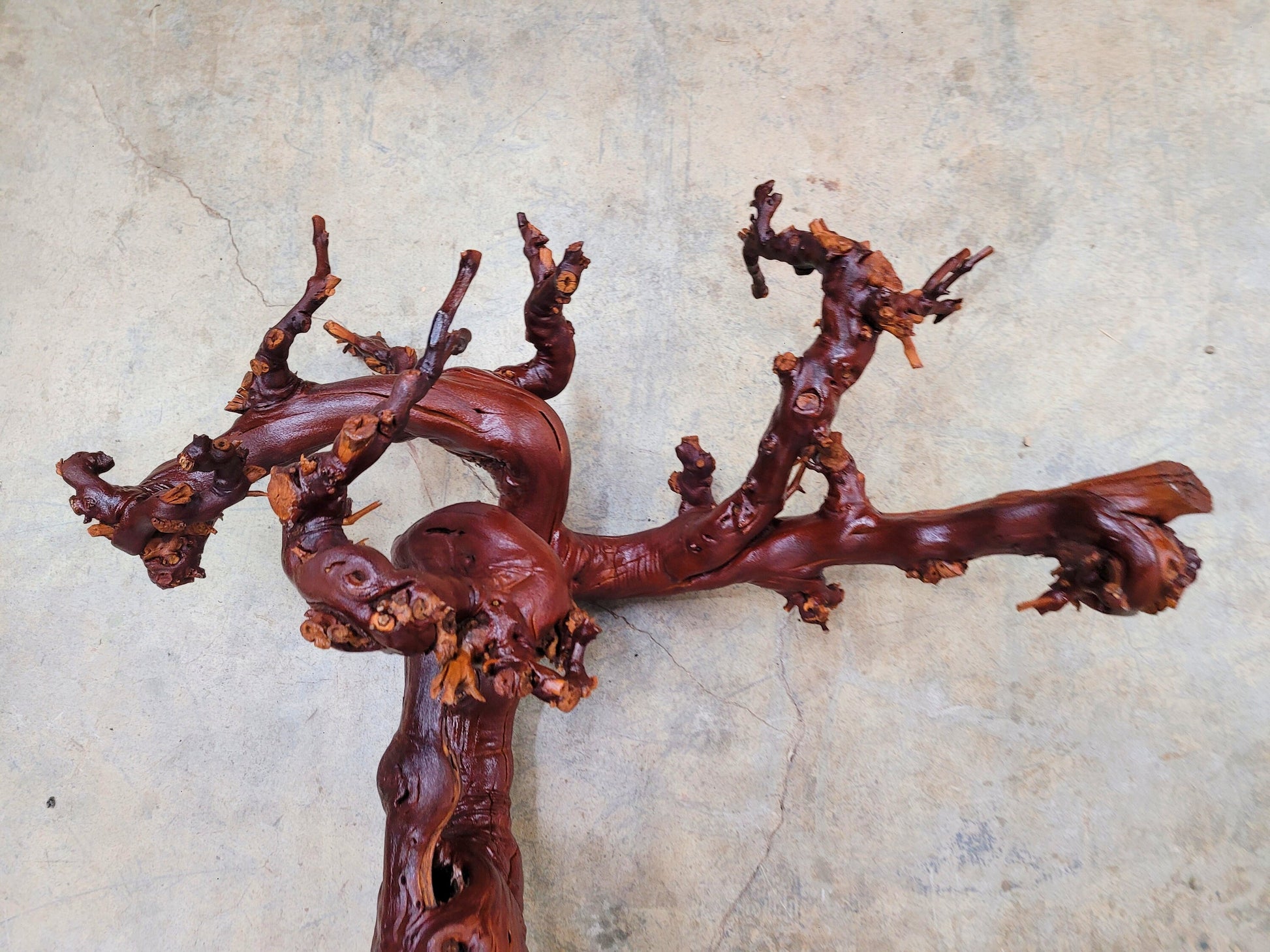 Domaine Carneros Grape Vine Art From made from retired Napa Pinot Noir grapevine 100% Recycled + Ready to Ship! 041624-2