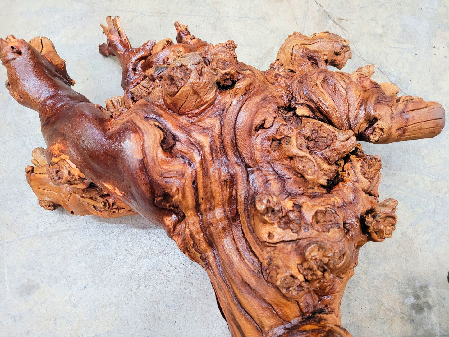 RARE Caymus Grapevine Art made from retired Sonoma Zinfandel vine 100% Reclaimed + Ready to Ship! 041624-3