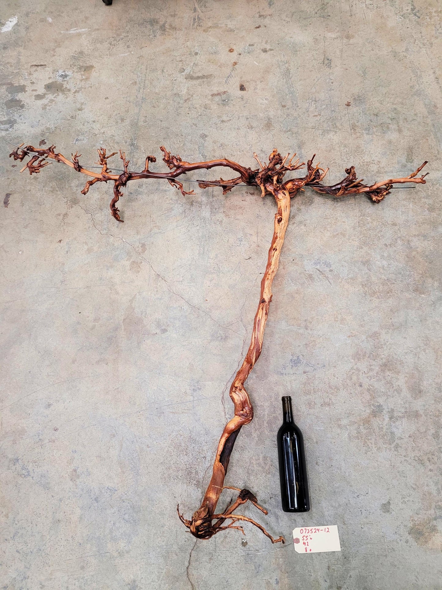 RARE Cakebread Winery Chardonnay Grapevine Vine Art - 100% Recycled + Ready to Ship! 072524-12