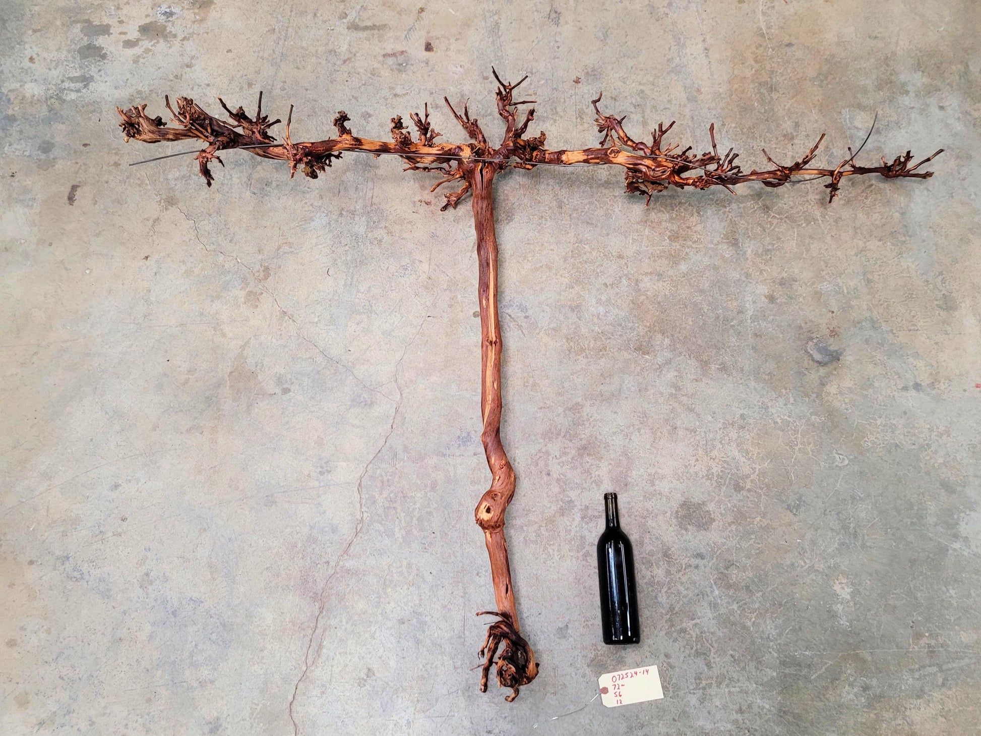 RARE Cakebread Winery Chardonnay Grapevine Vine Art - 100% Recycled + Ready to Ship! 072524-14