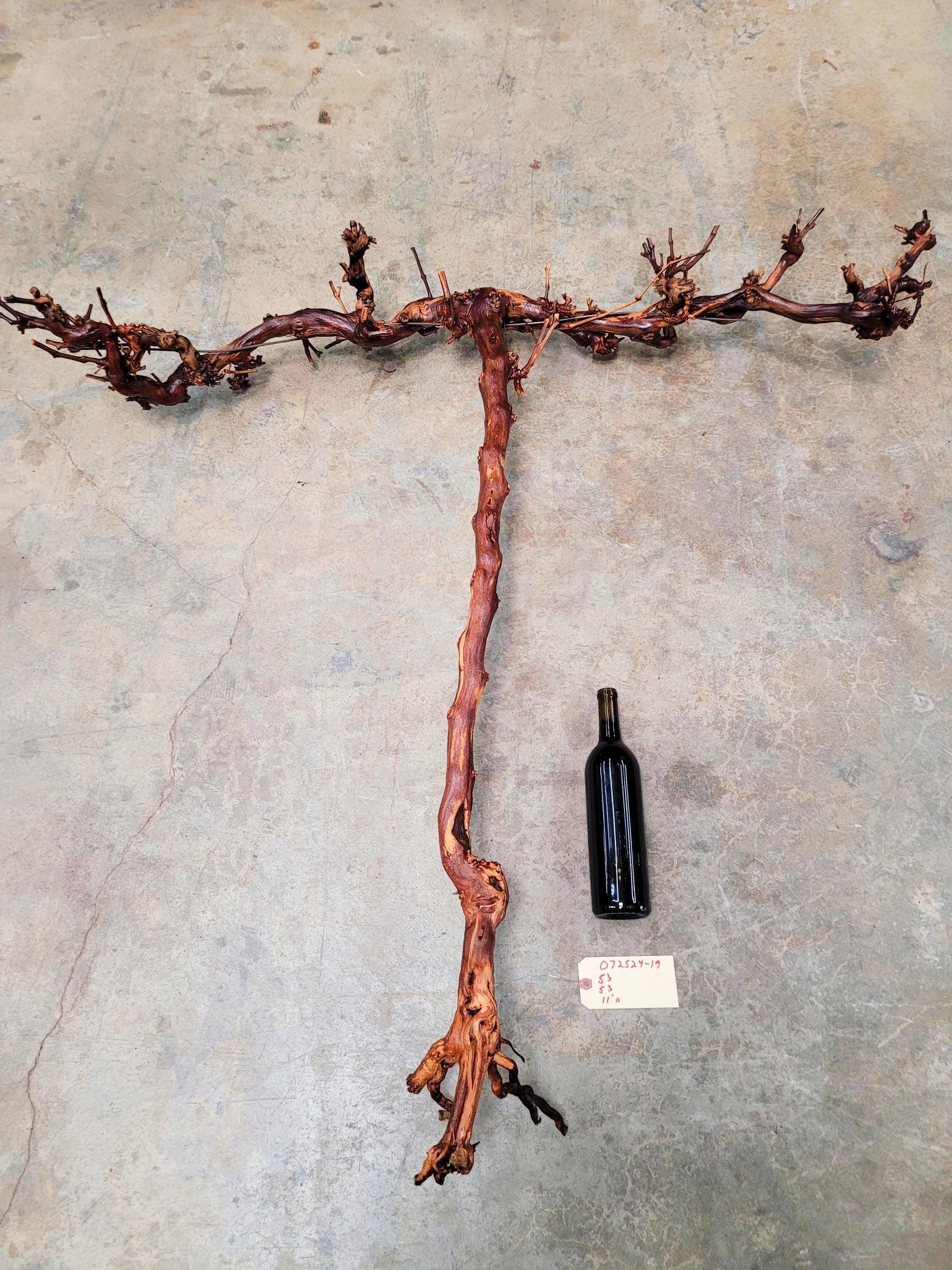 RARE Cakebread Winery Chardonnay Grapevine Vine Art - 100% Recycled + Ready to Ship! 072524-19