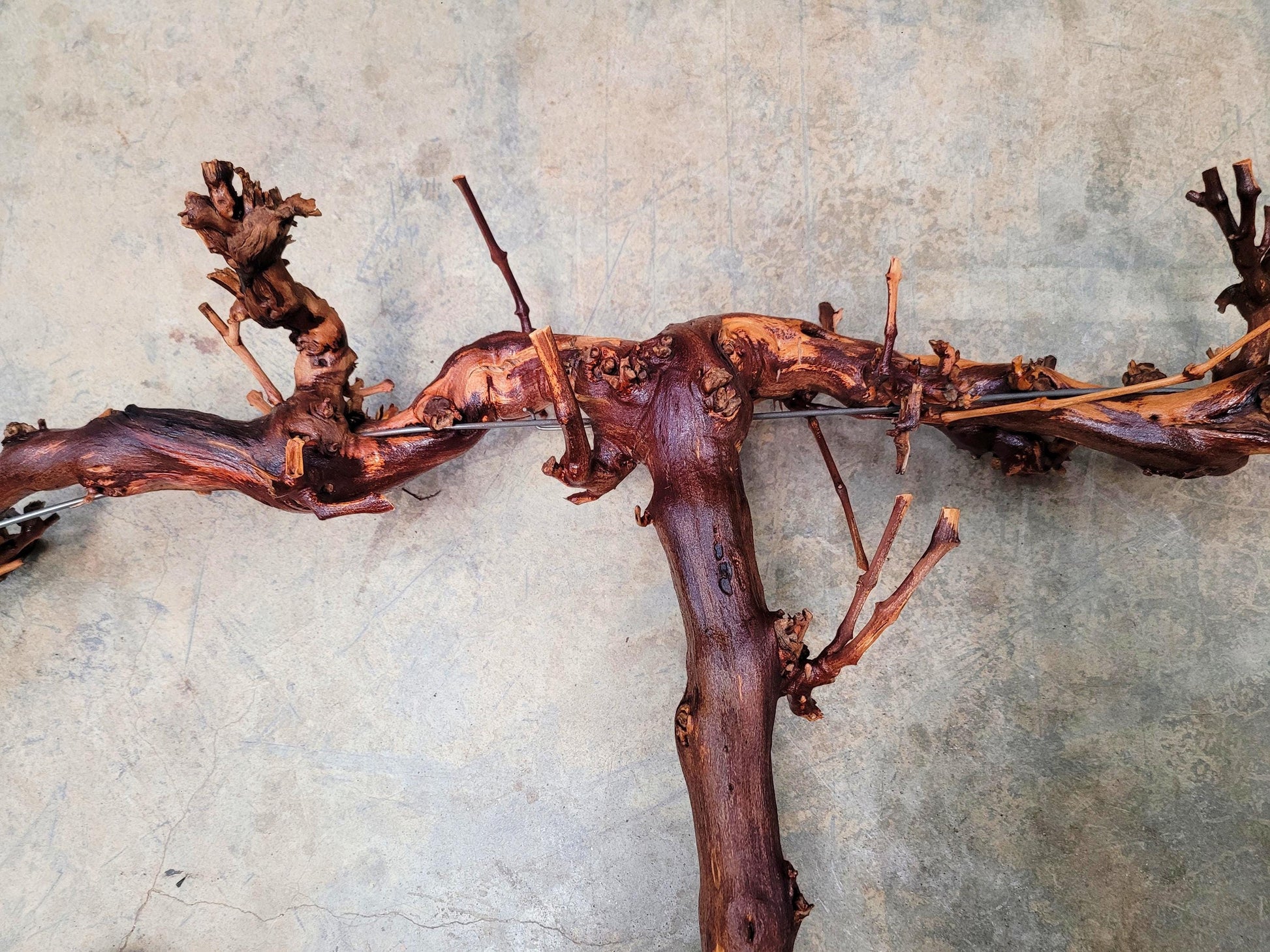 RARE Cakebread Winery Chardonnay Grapevine Vine Art - 100% Recycled + Ready to Ship! 072524-19