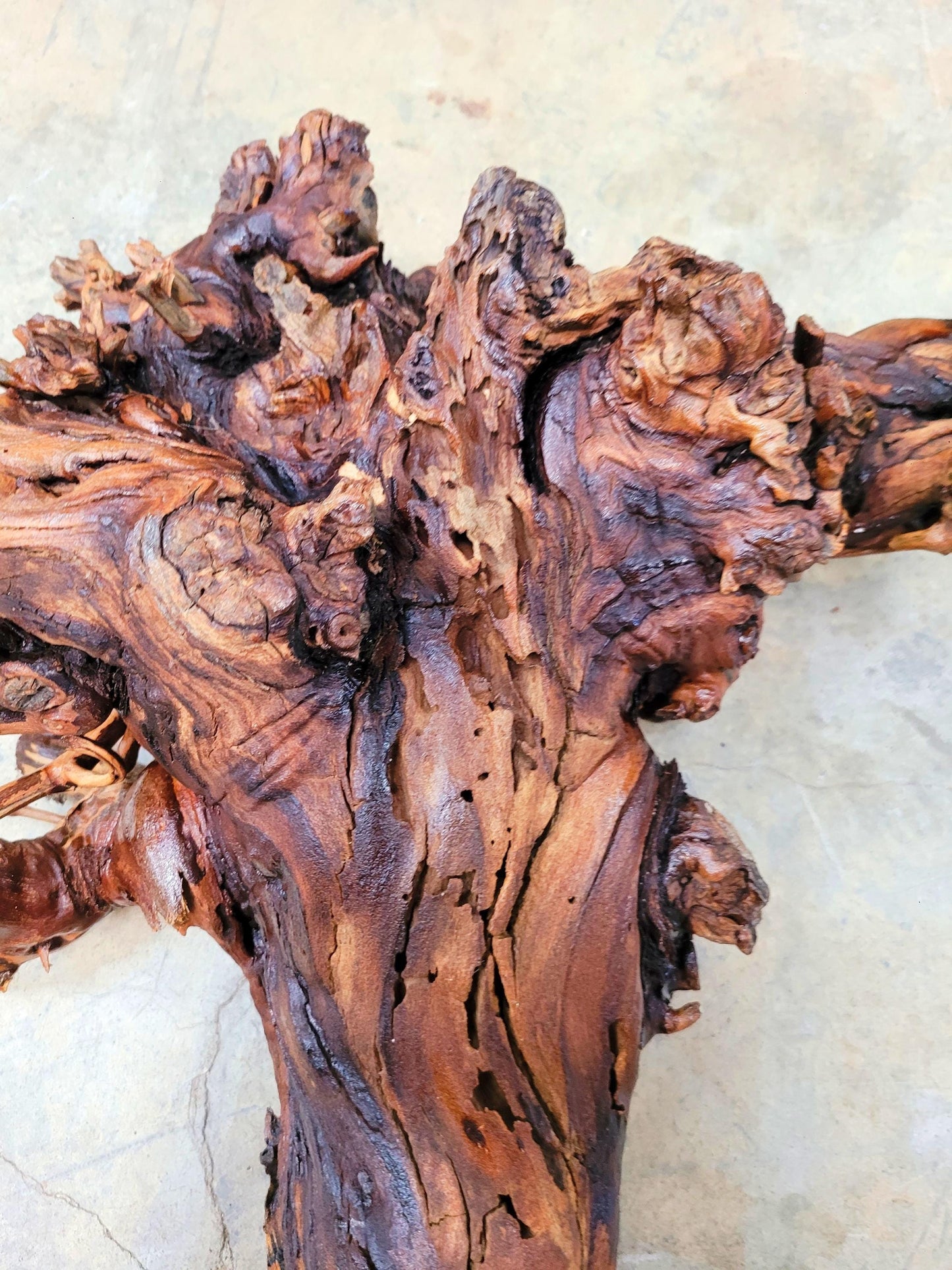 RARE Justin Winery Cabernet Grapevine Vine Art planted by Justin himself 100% Reclaimed + Ready to Ship!! 070224-2