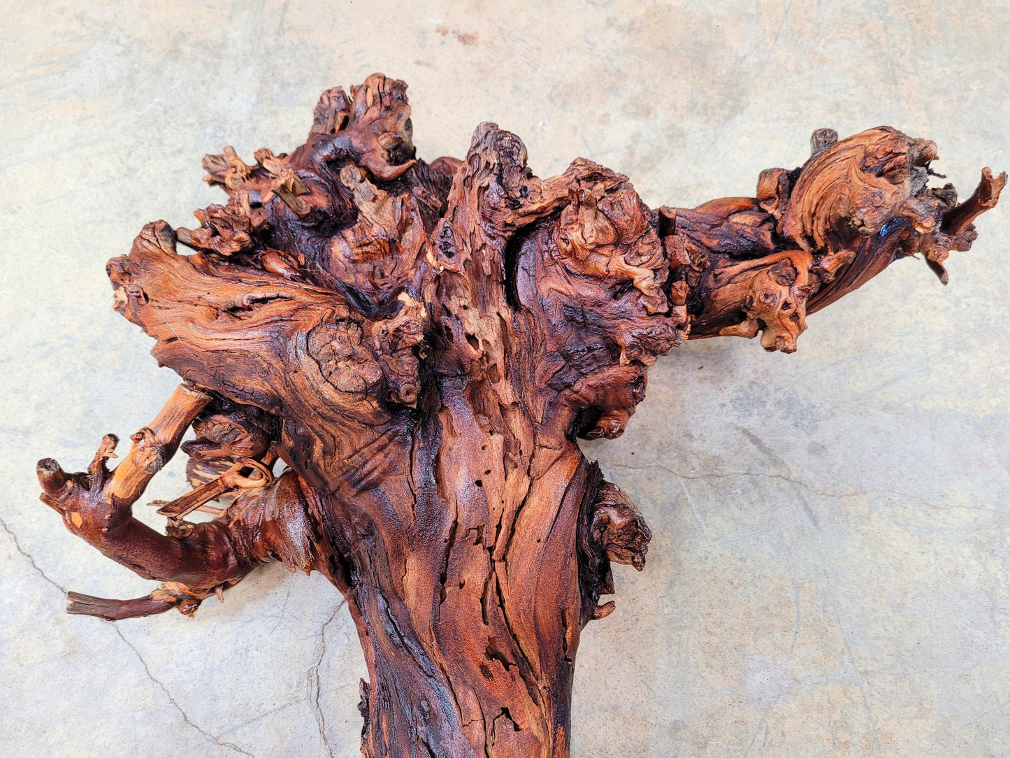 RARE Justin Winery Cabernet Grapevine Vine Art planted by Justin himself 100% Reclaimed + Ready to Ship!! 070224-2