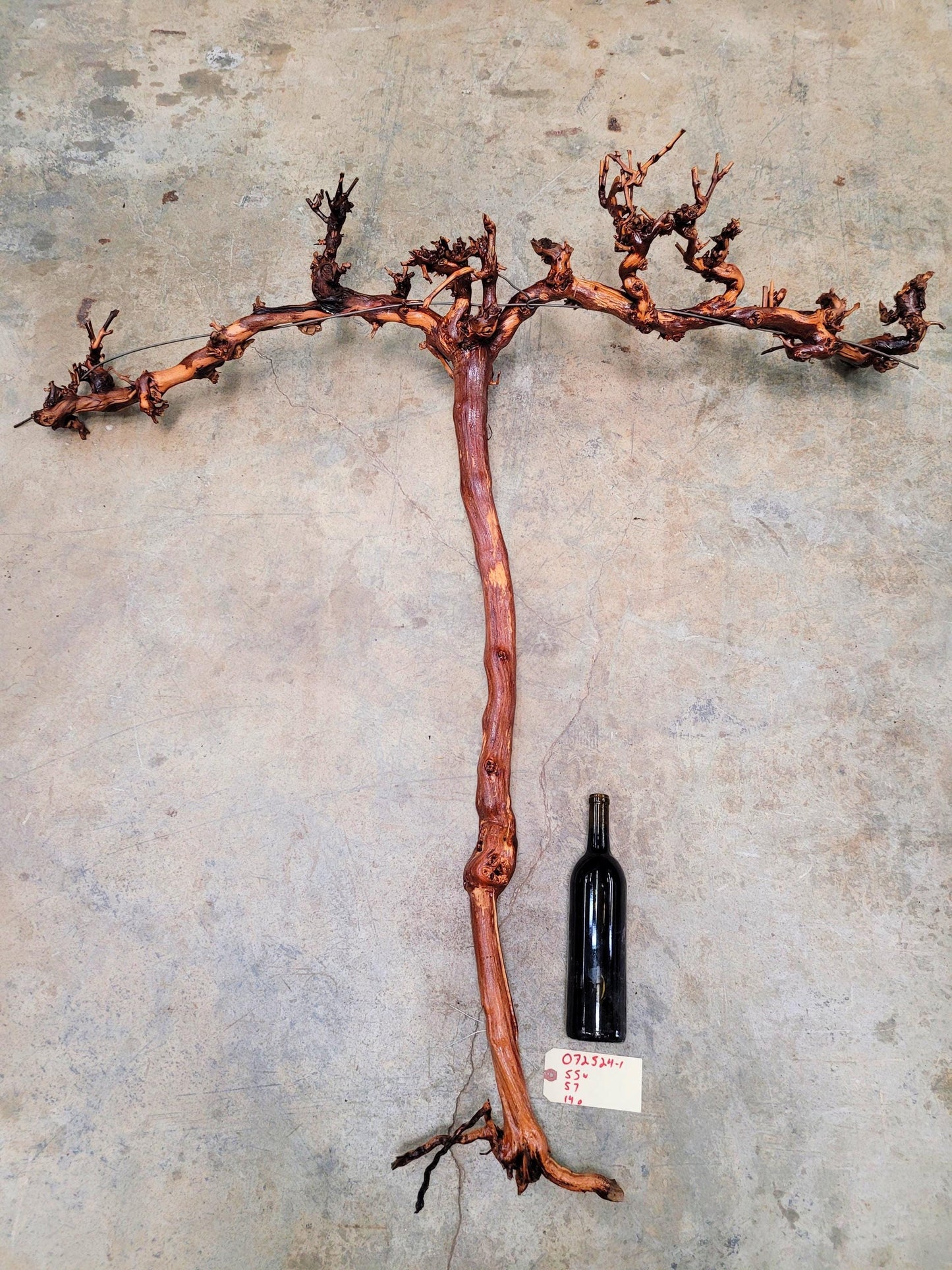 RARE Cakebread Winery Chardonnay Grapevine Vine Art - 100% Recycled + Ready to Ship! 072524-1