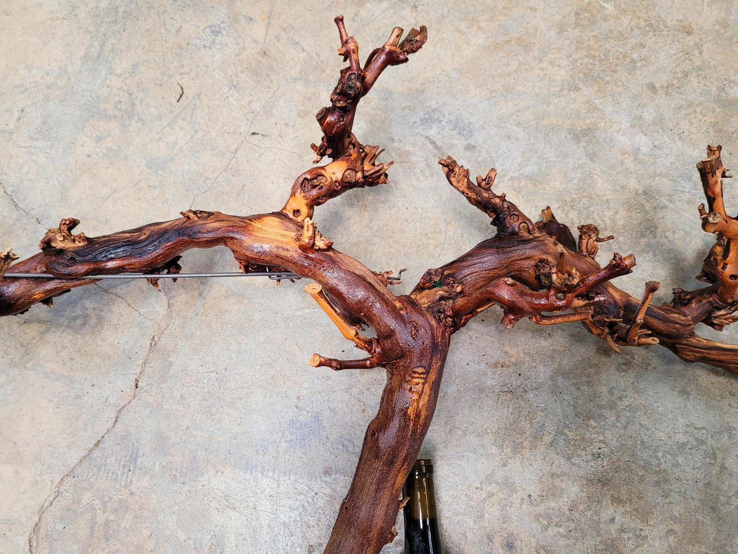 RARE Cakebread Winery Chardonnay Grapevine Vine Art - 100% Recycled + Ready to Ship! 072524-3