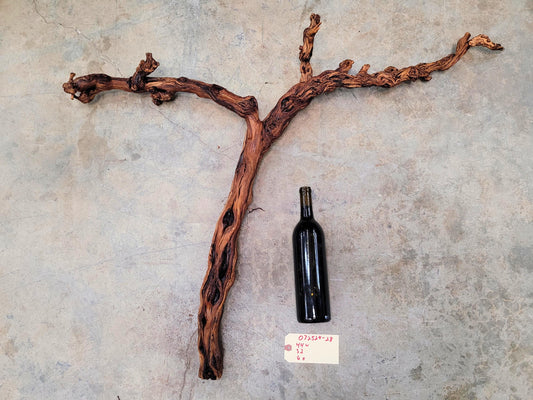 Fess Parker Bien Nacido Pinot Noir Grape Vine Art from Santa Barbara 100% Recycled + Ready to Ship! 072524-28