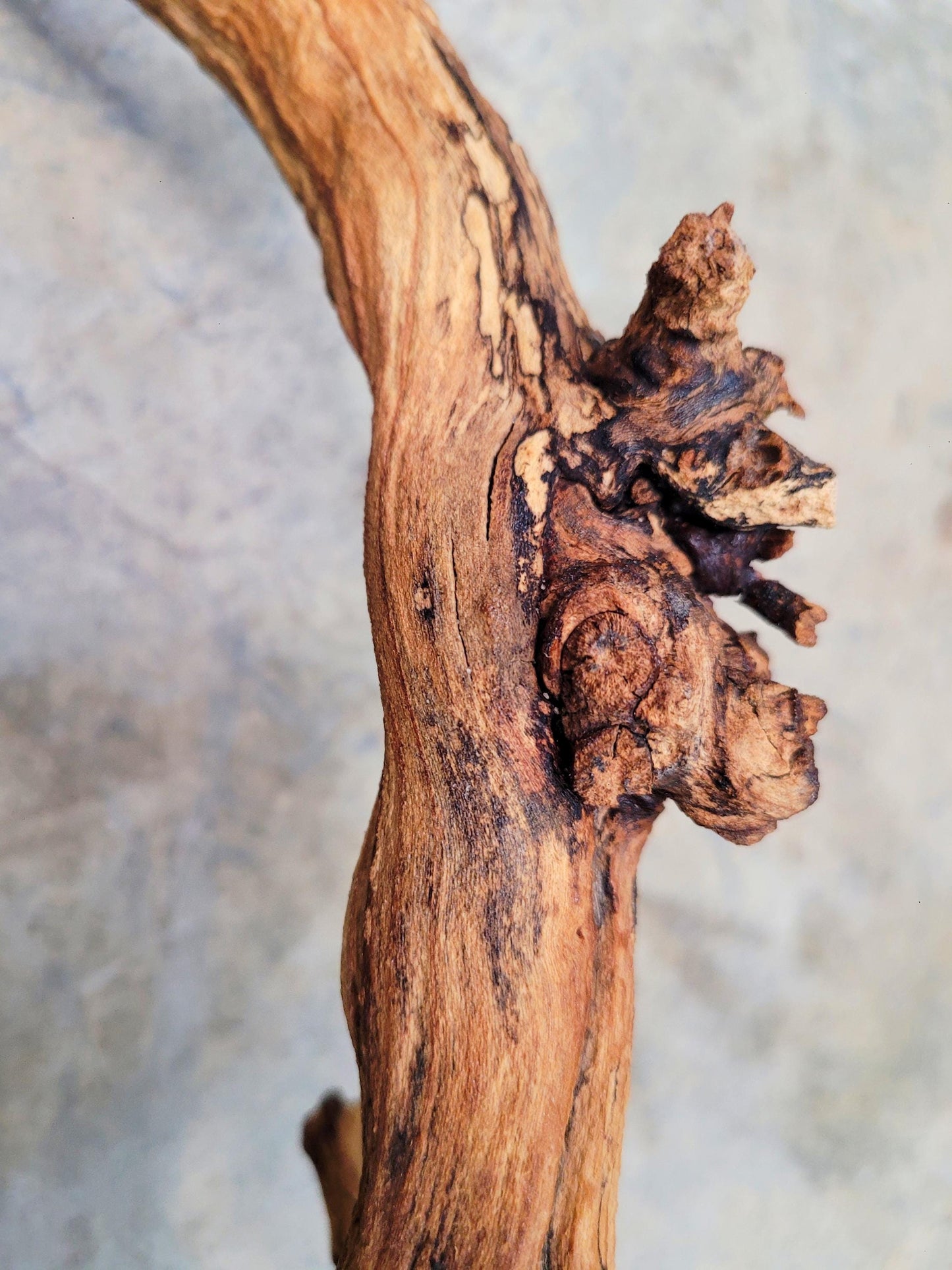 J Lohr Winery retired Cabernet Grape Vine Art - 100% Reclaimed + Ready to Ship! 080124-2