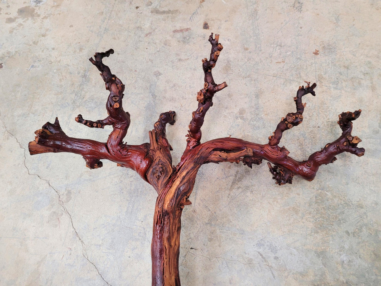 Domaine Carneros Grape Vine Art From made from retired Napa Pinot Noir grapevine 100% Recycled + Ready to Ship! 070224-1