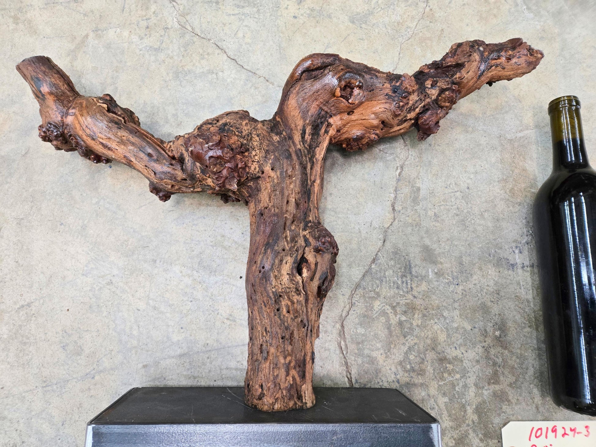 RARE Justin Winery Cabernet Grapevine Vine Art planted by Justin himself 100% Recycled 101924-3