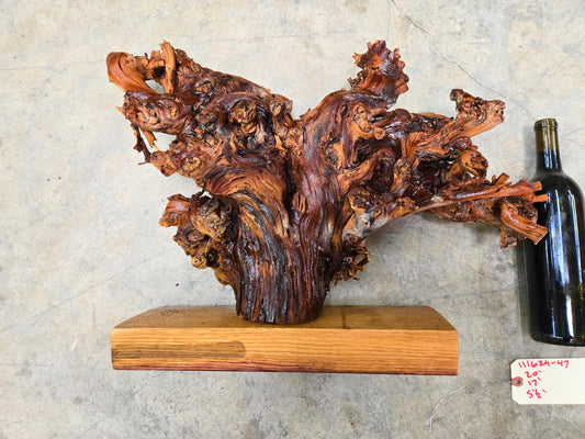 RARE Charles Krug Cabernet Grapevine Vine Art planted 1940 100% Recycled + Ready to Ship!! 111624-47