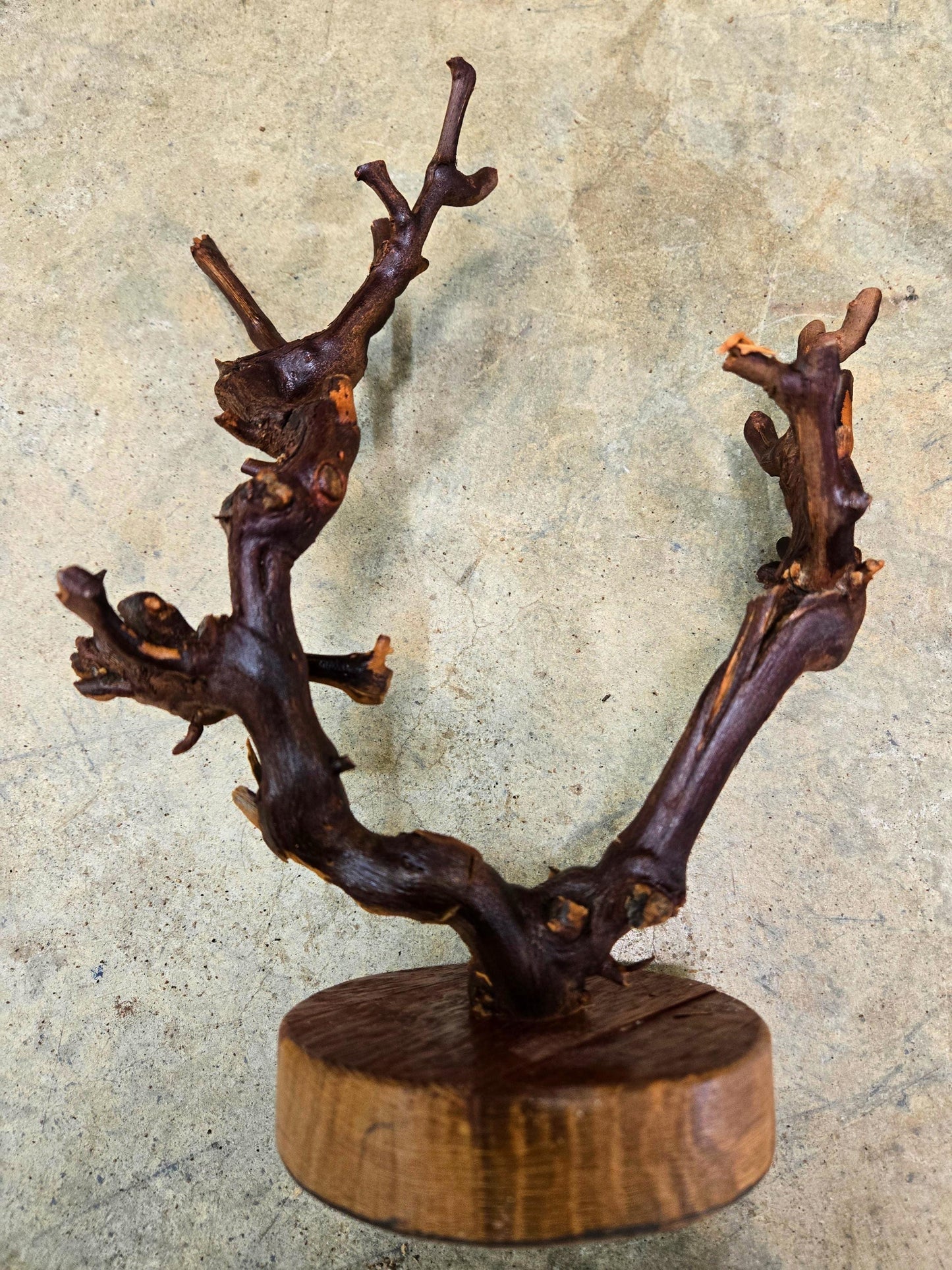 RARE Grape Vine Art From Opus 1 made from retired Napa Cabernet grapevine 100% Reclaimed + Ready to Ship! 111624-77