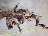 121 Year Old Silver Oak Vineyards Grape Vine Art 0642 Retired Napa Zinfandel Grapevine Wood. 100% Recycled!