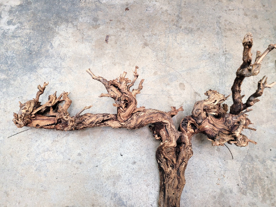 Grape Vine Art from Schramsberg Wines retired Blanc de Noirs grapevine 100% Reclaimed + Ready to Ship! 100121-75