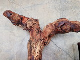 RARE Justin Winery Cabernet Grapevine Vine Art planted by Justin himself  100% Reclaimed + Ready to Ship!! 100522-4