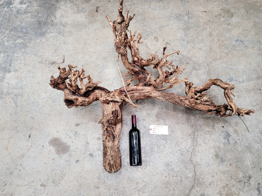 Grape Vine Art from Schramsberg Wines retired Blanc de Noirs grapevine 100% Reclaimed + Ready to Ship! 110521-8