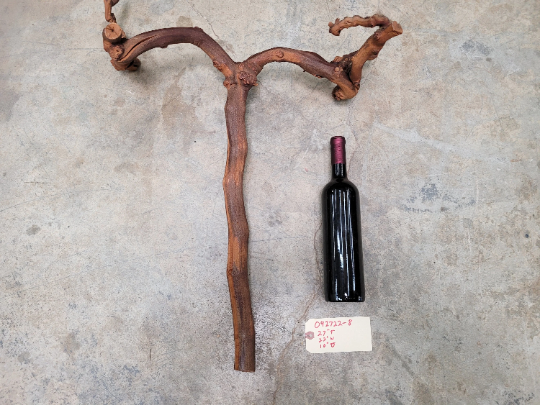J Lohr Winery Petit Syrah Grape Vine Art - 100% Recycled + Ready to Ship! 092722-8