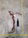 Grape Vine Art From Daou Winery 0664 made from retired Petit Verdot grapevine 100% Recycled + Ready to Ship!