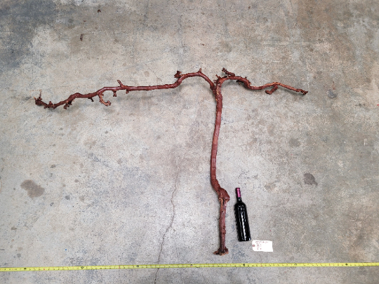 Grape Vine Art From J Lohr Winery - retired Cabernet Grapevine 100% Recycled + Ready to Ship! 052722-21