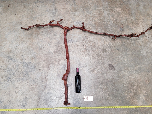 Grape Vine Art From J Lohr Winery - retired Cabernet Grapevine 100% Recycled + Ready to Ship! 052722-21