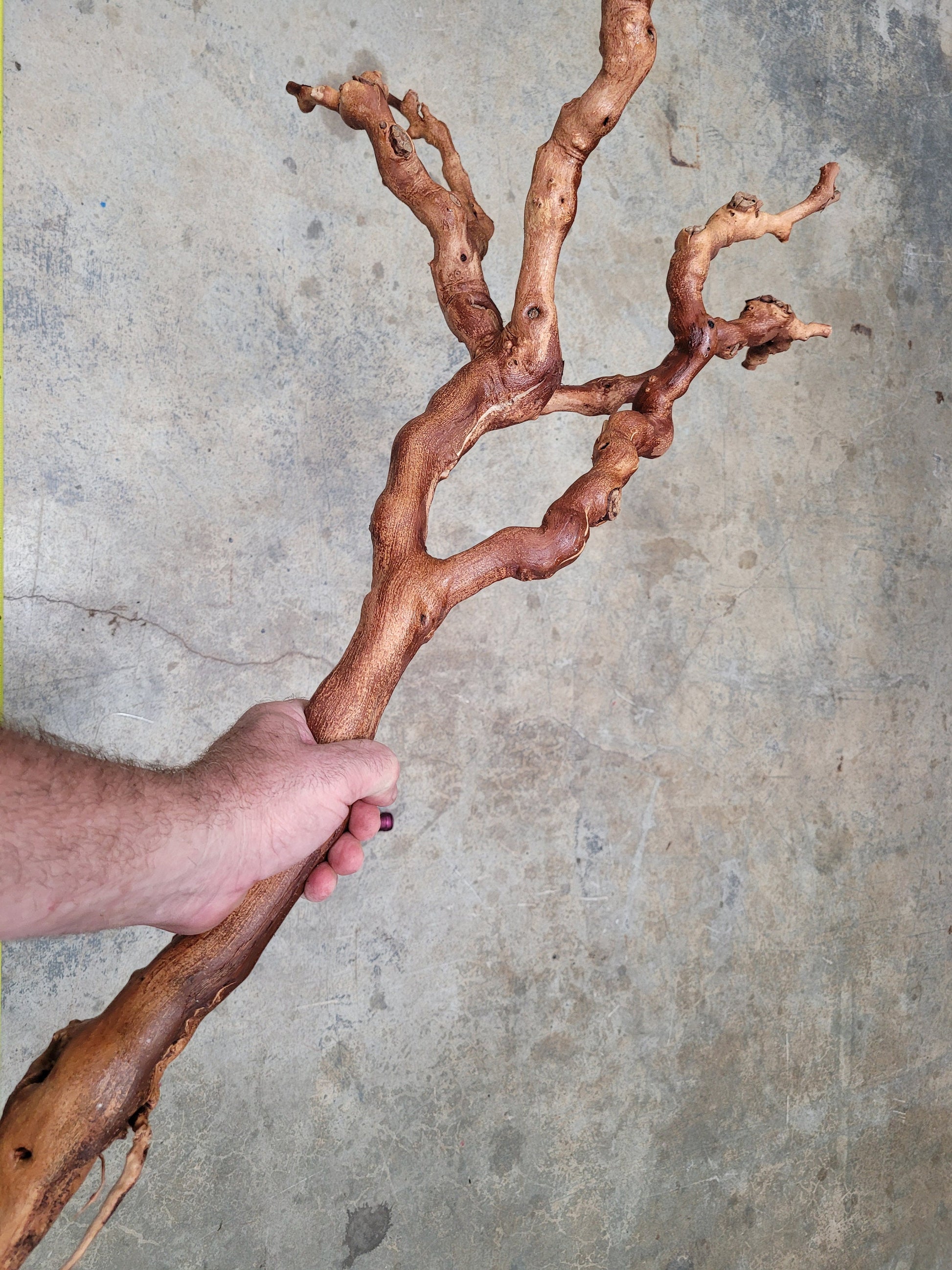 Old Vine Zinfandel Grapevine Art From Turley Winery 100% Reclaimed + Ready to Ship!! 052722-8