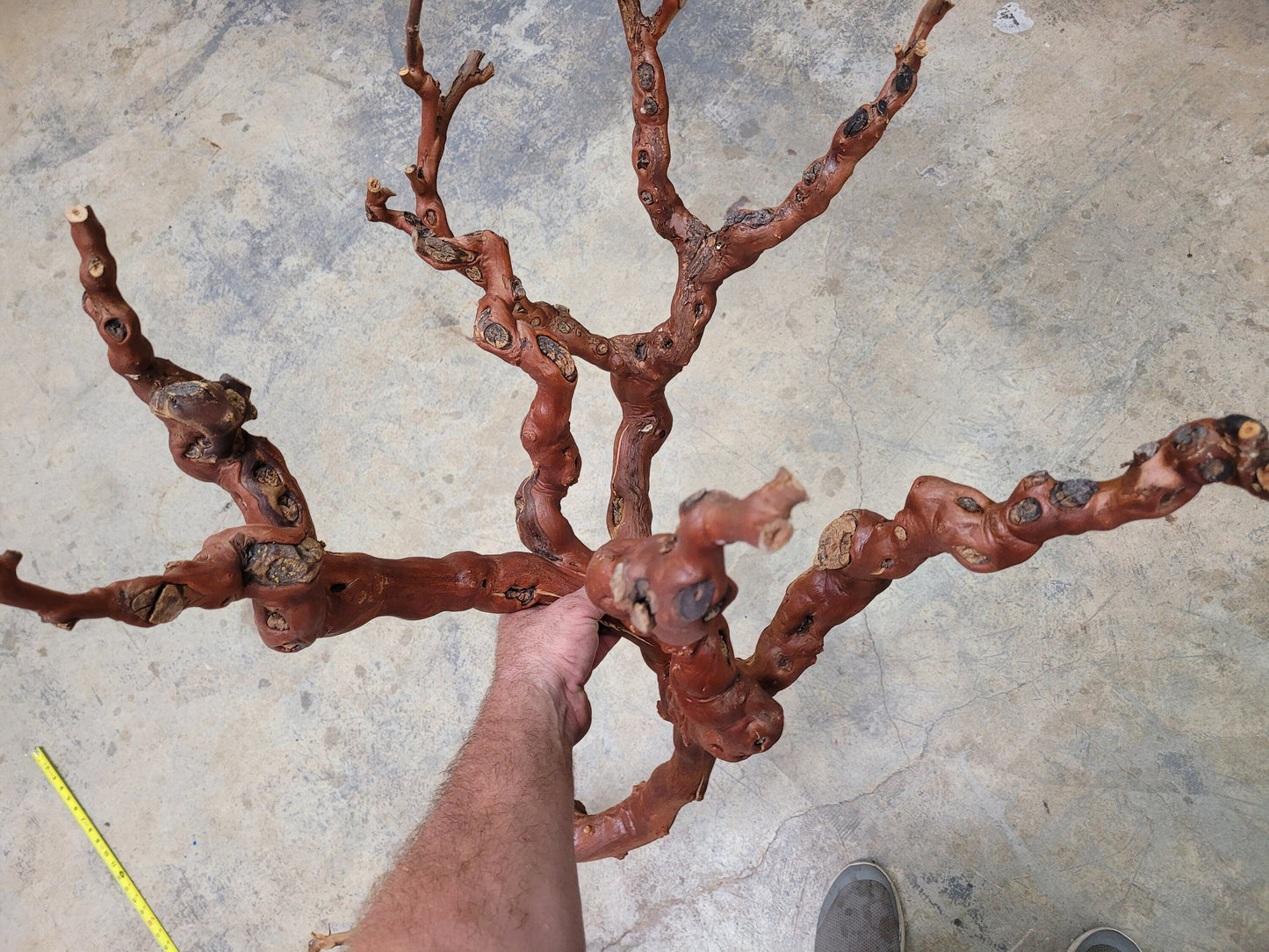 Old Vine Zinfandel Grapevine Art From Turley Winery 100% Reclaimed + Ready to Ship!! 052722-10