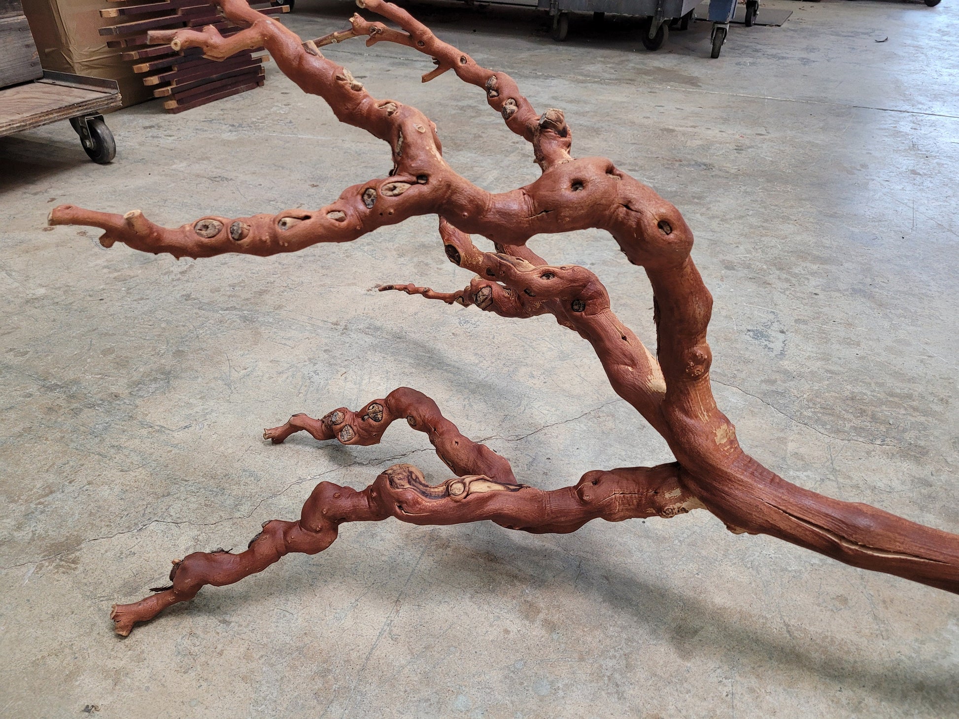 Old Vine Zinfandel Grapevine Art From Turley Winery 100% Reclaimed + Ready to Ship!! 052722-10