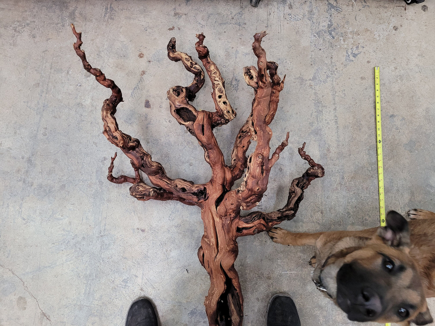 Zinfandel Old Grapevine Art From Seghesio Family Vineyards 100% Reclaimed + Ready to Ship!! 122021-5