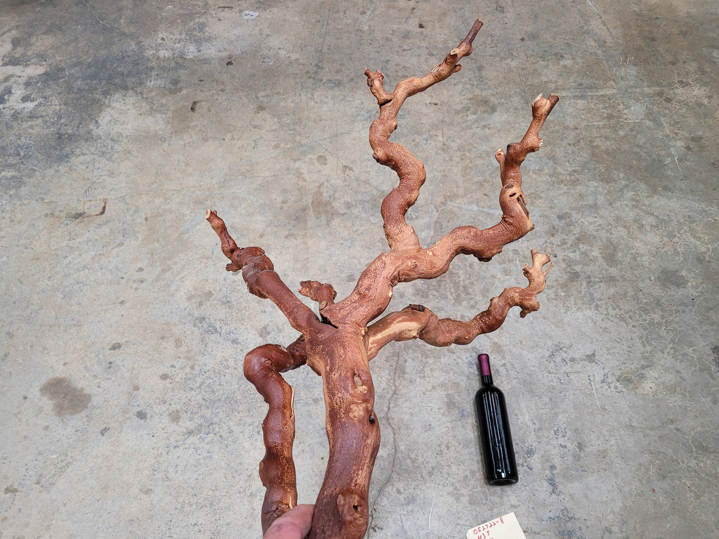 Old Vine Zinfandel Grapevine Art From Turley Winery 100% Reclaimed + Ready to Ship!! 052722-8