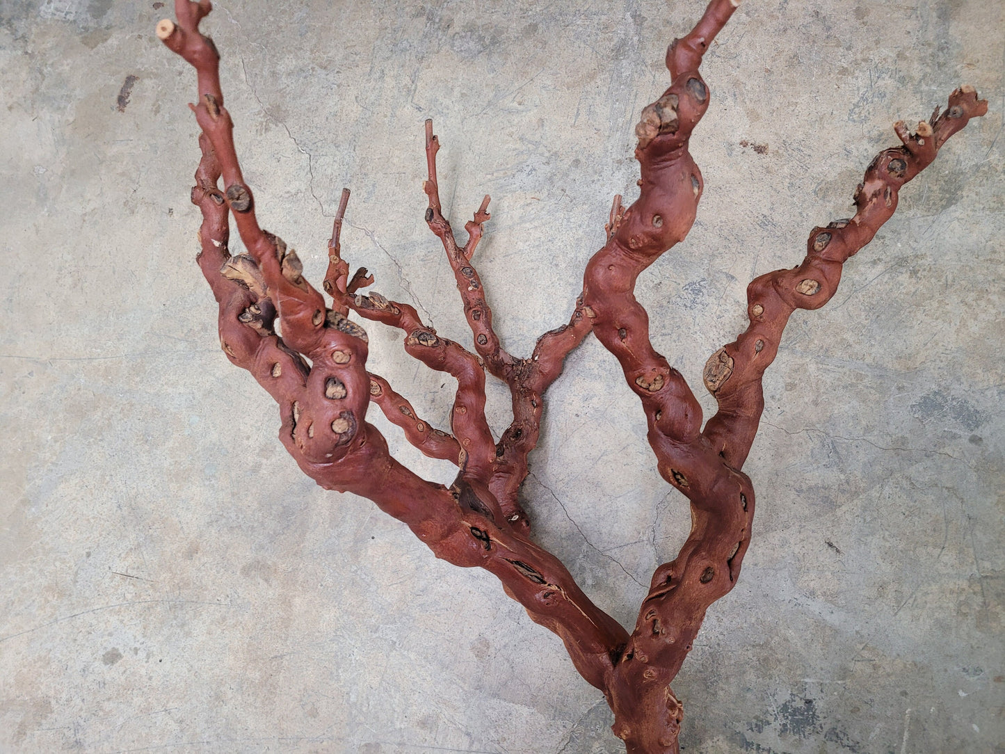 Old Vine Zinfandel Grapevine Art From Turley Winery 100% Reclaimed + Ready to Ship!! 052722-10