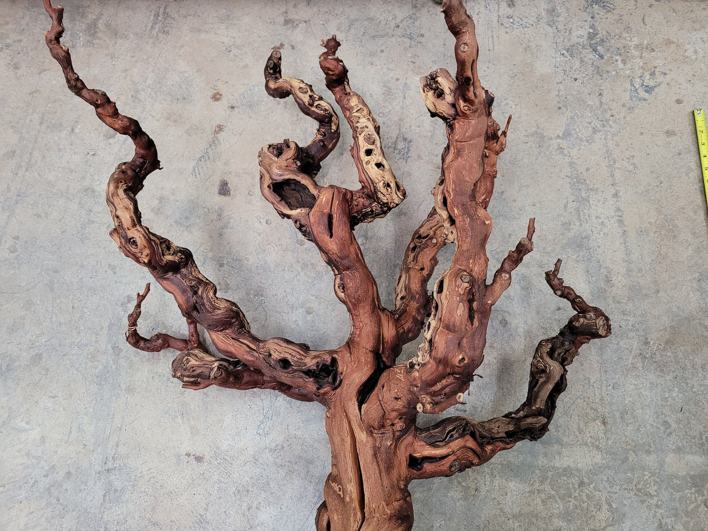 Zinfandel Old Grapevine Art From Seghesio Family Vineyards 100% Reclaimed + Ready to Ship!! 122021-5