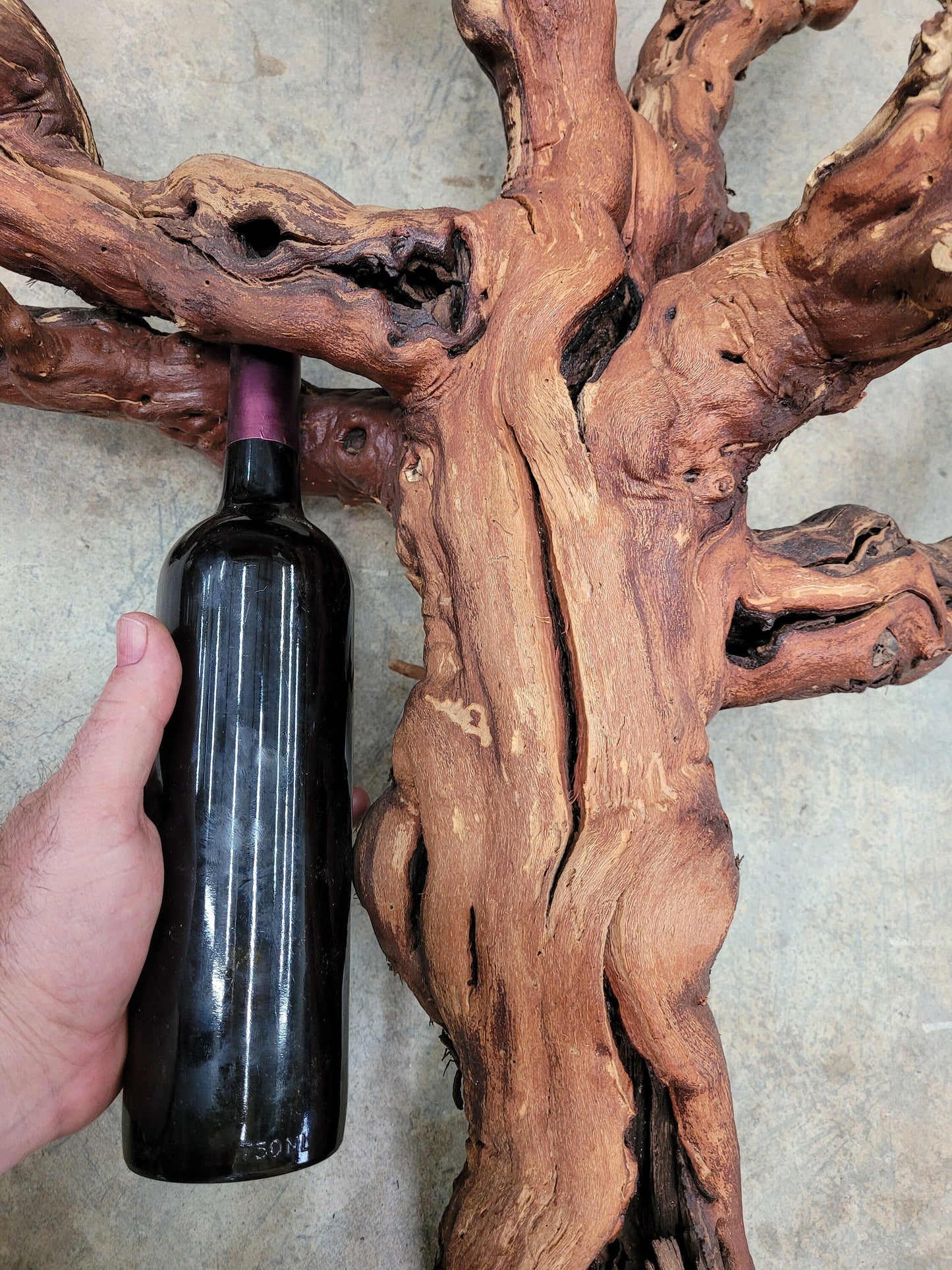 Zinfandel Old Grapevine Art From Seghesio Family Vineyards 100% Reclaimed + Ready to Ship!! 122021-5