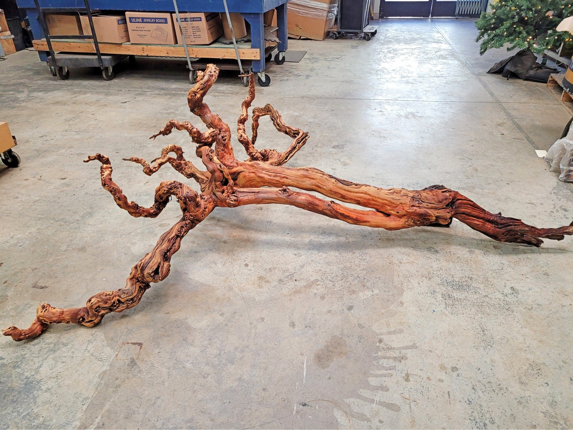 RARE "The Twins" Huge Grape Vine Art from retired Napa Cabernet grapevine 100% Reclaimed + ready to ship! 112922-1