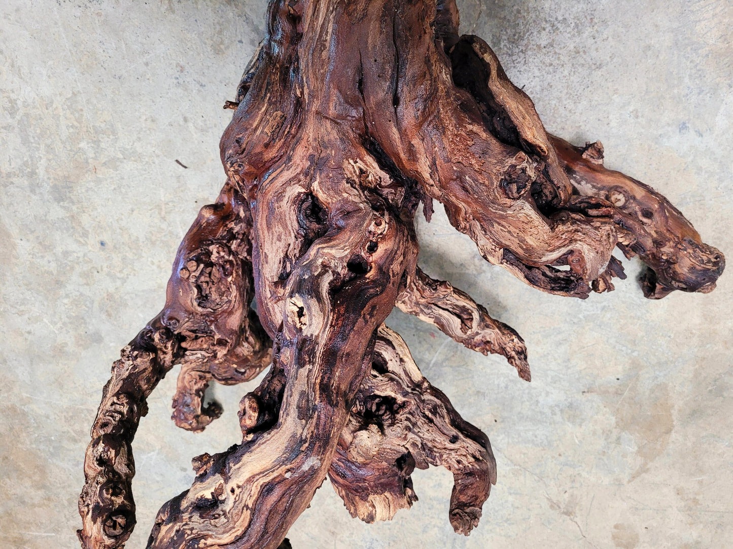 121 Year Old Grape Vine Art From Silver Oak Vineyards retired Napa Zinfandel 100% Recycled + Ready to Ship! 071722-8