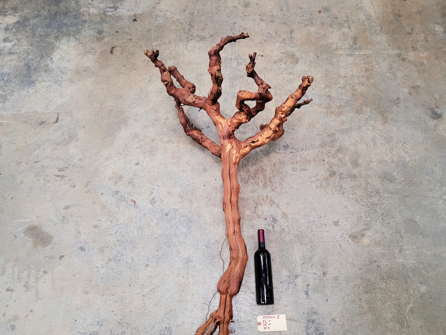 Turley Winery Old Vine Zinfandel Grapevine Art 100% Reclaimed + Ready to Ship!! 071722-5