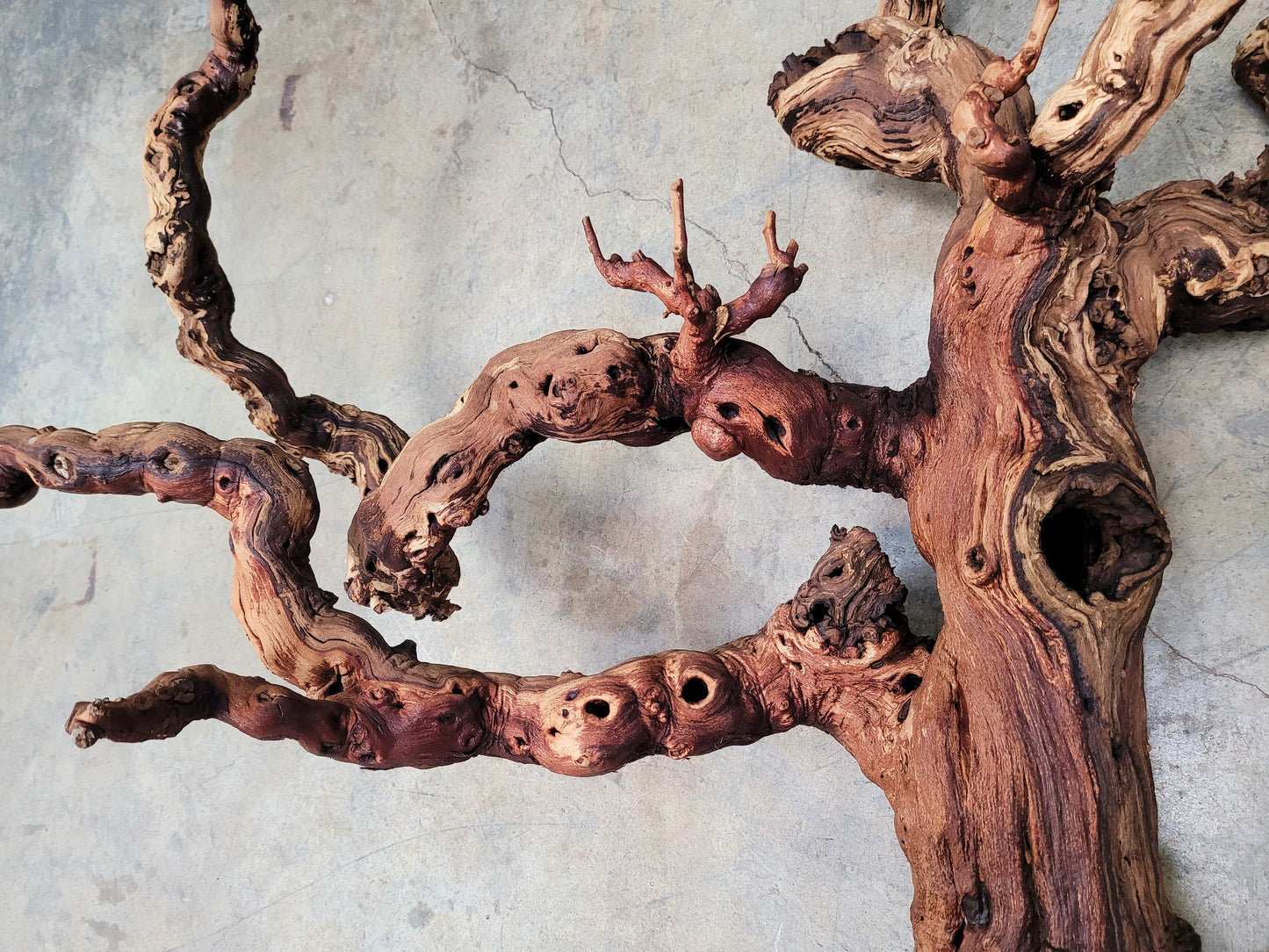 121 Year Old Grape Vine Art From Silver Oak Vineyards retired Napa Zinfandel 100% Recycled + Ready to Ship! 122021-8