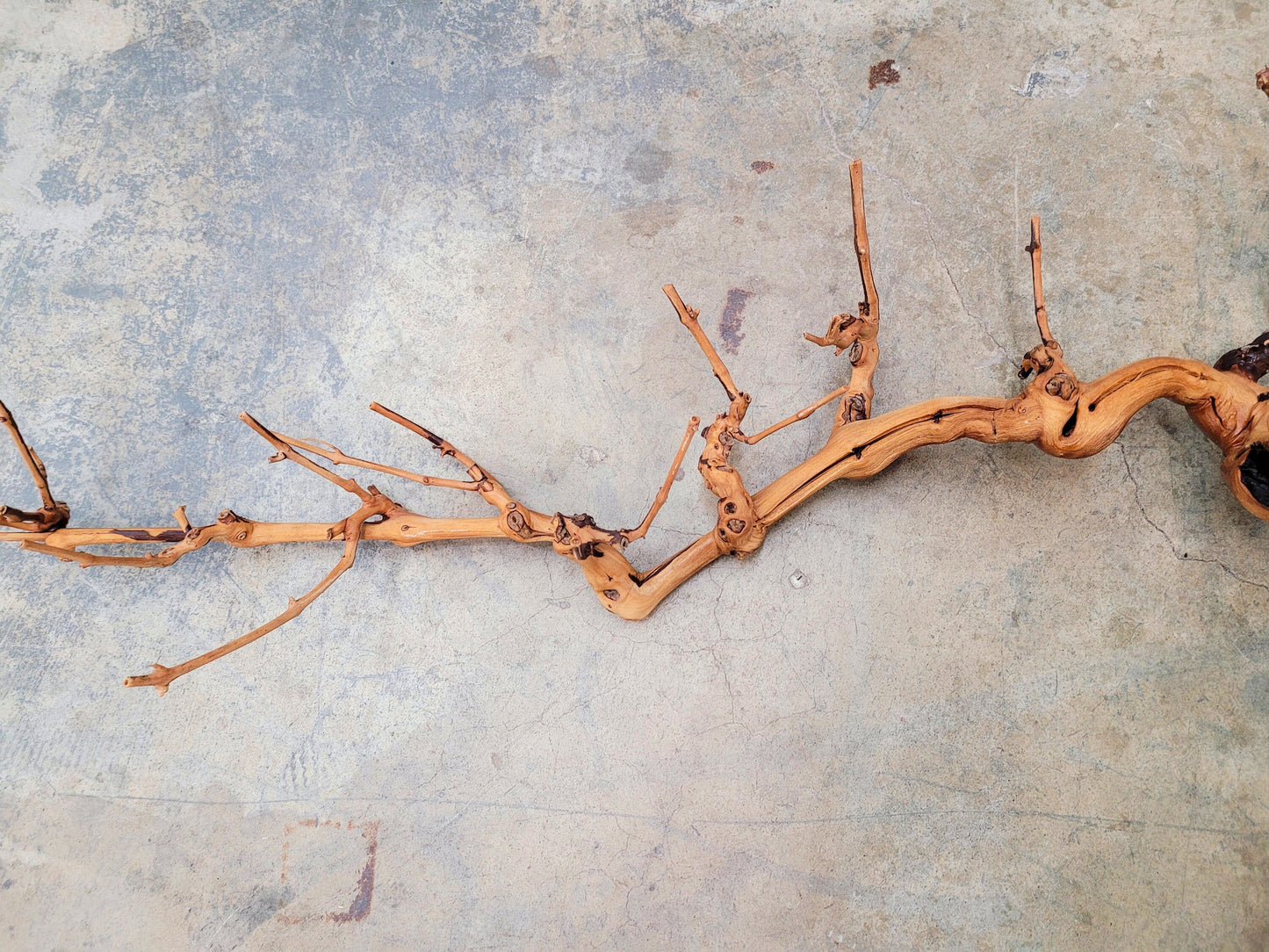 Foxen Canyon Winery Cabernet Grapevine Art from CA 100% Reclaimed! 103123-1