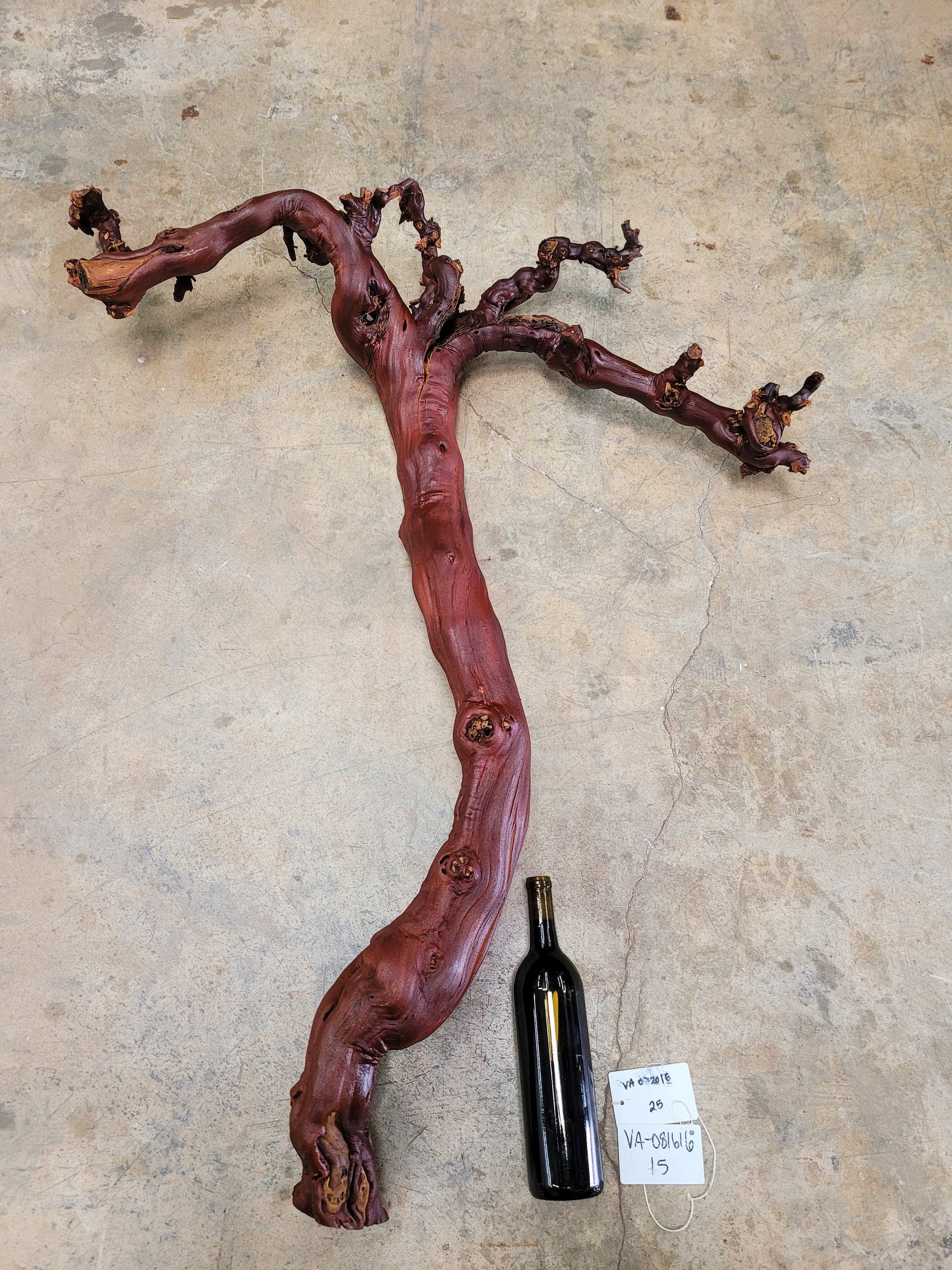 Domaine Carnerous Grape Vine Art From made from retired Napa Pinot Noir grapevine 100% Recycled + Ready to Ship! 081616-15