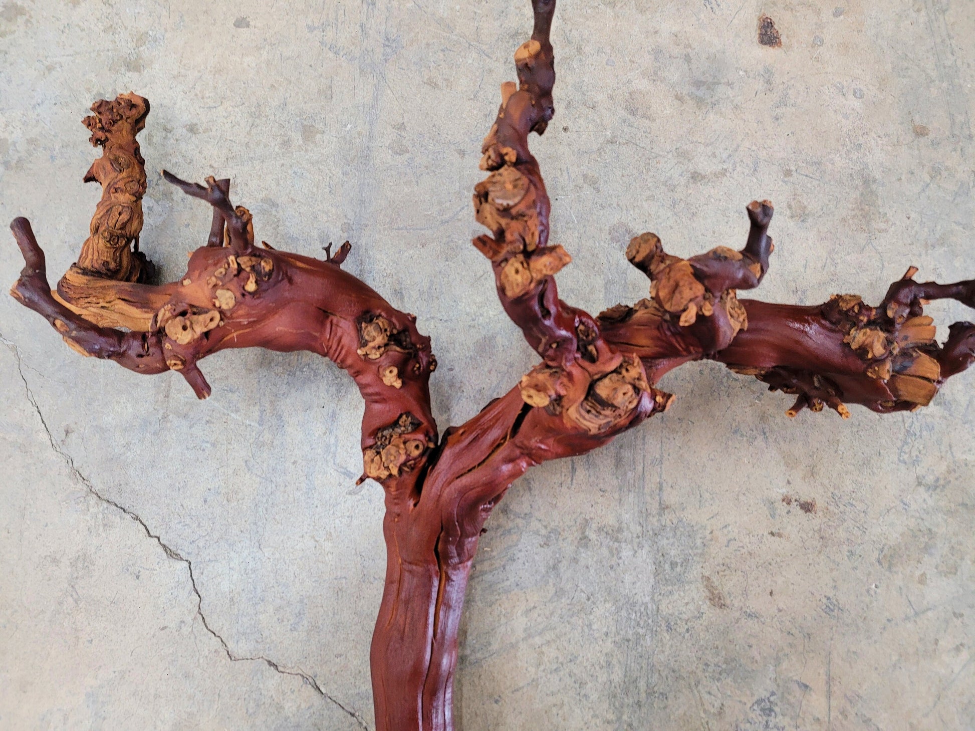 Domaine Carnerous Grape Vine Art From made from retired Napa Pinot Noir grapevine 100% Recycled + Ready to Ship! 081616-16