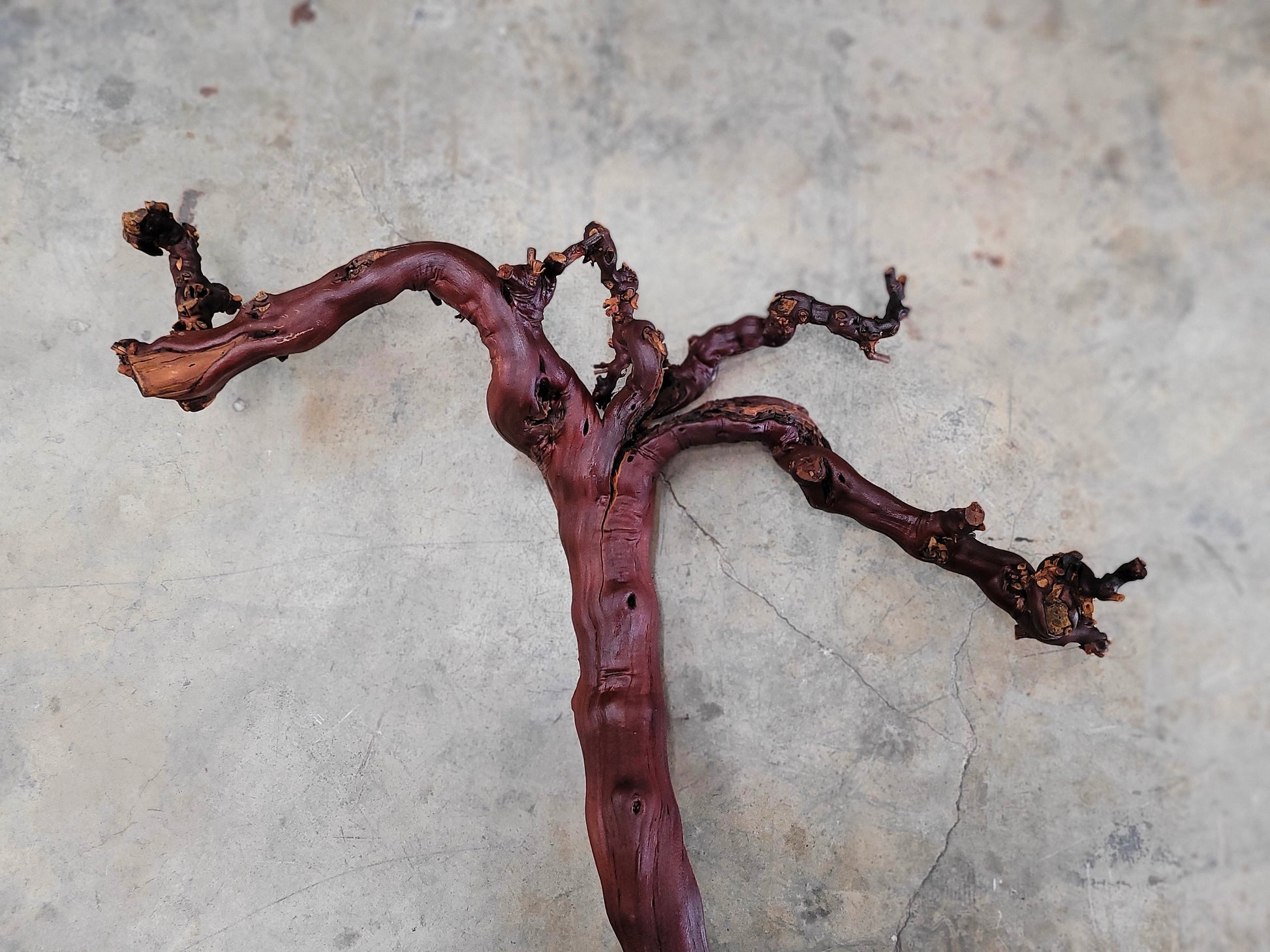Domaine Carnerous Grape Vine Art From made from retired Napa Pinot Noir grapevine 100% Recycled + Ready to Ship! 081616-15