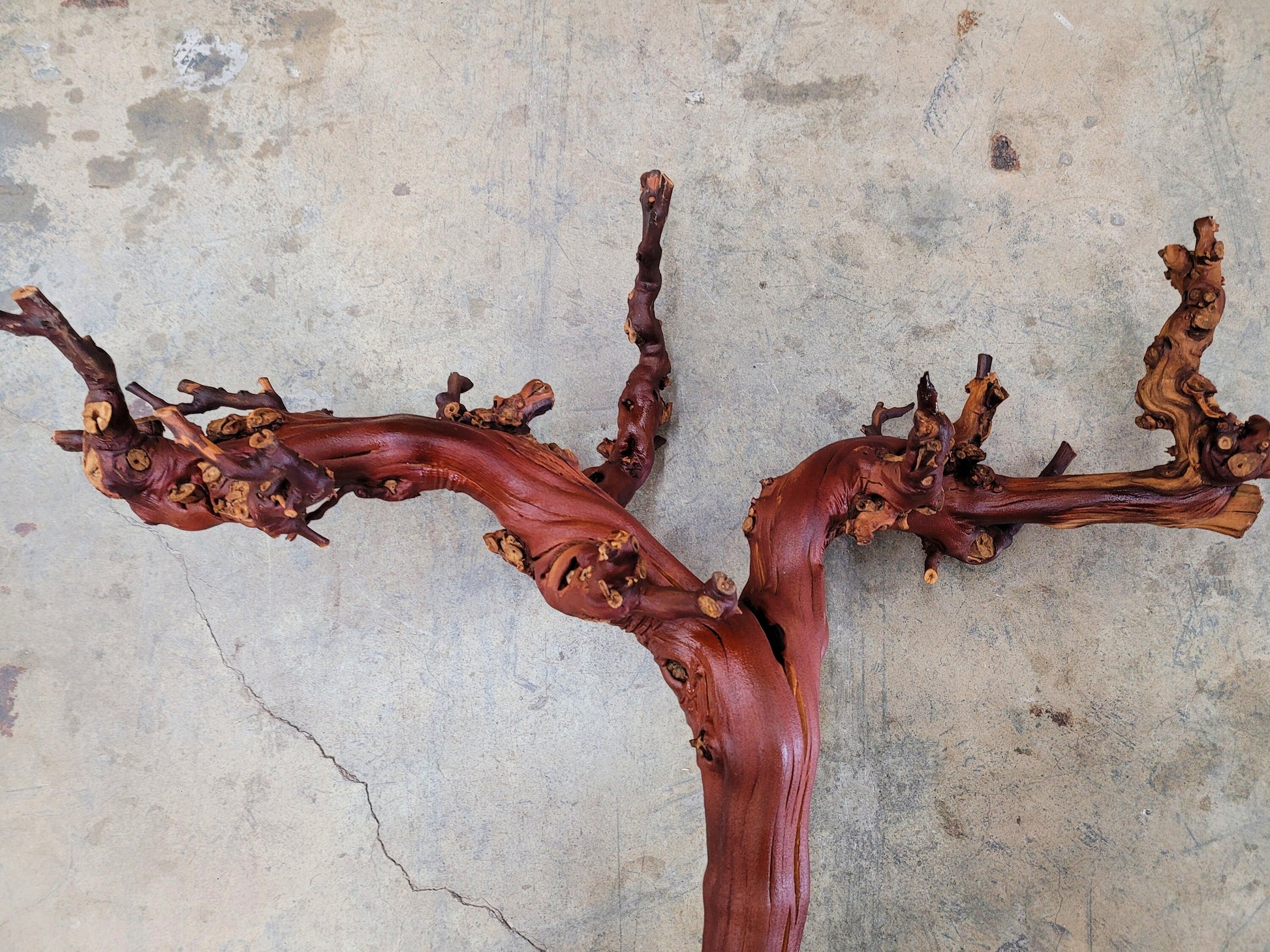 Domaine Carnerous Grape Vine Art From made from retired Napa Pinot Noir grapevine 100% Recycled + Ready to Ship! 081616-16